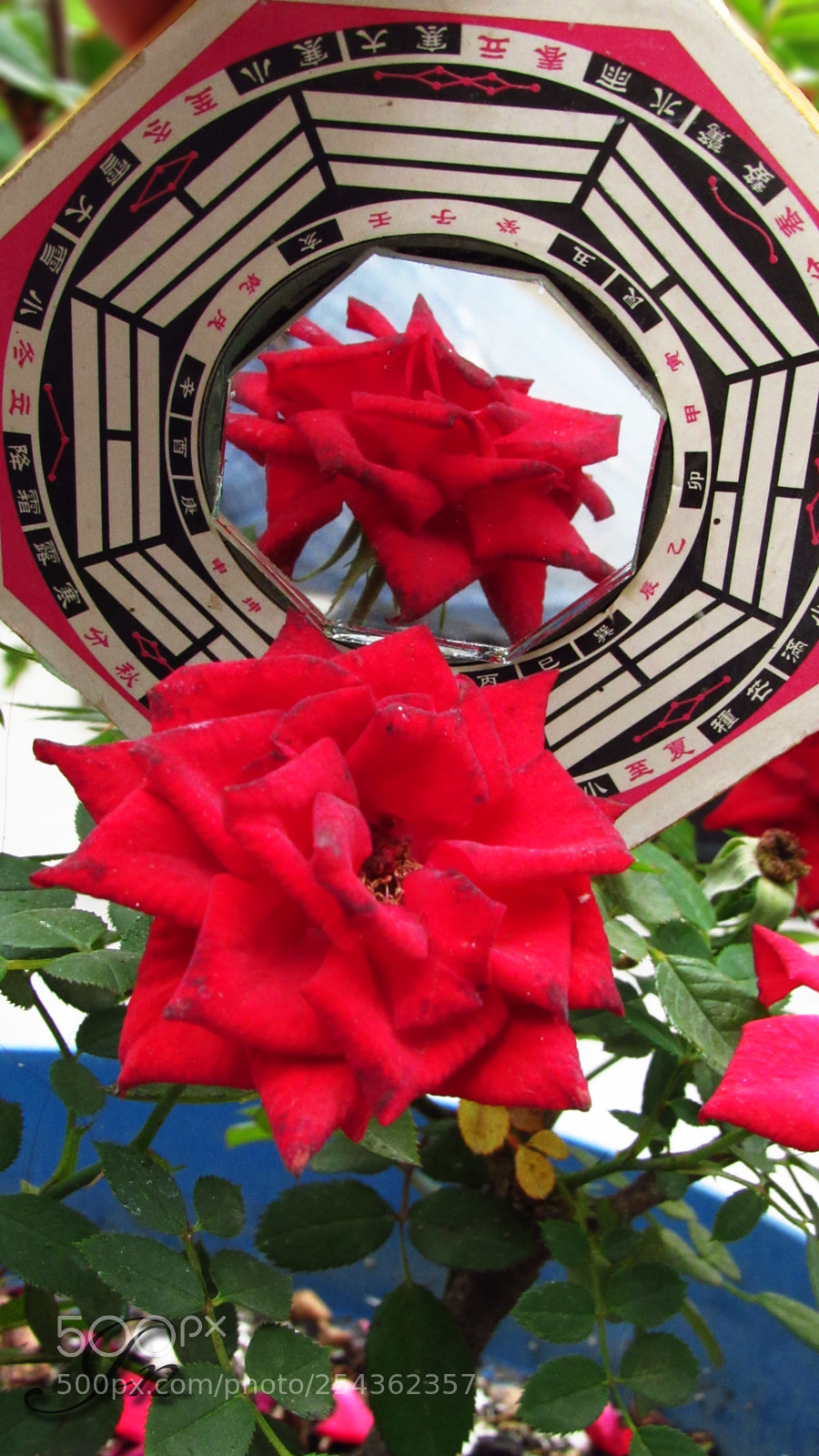 Canon PowerShot SX530 HS sample photo. Rose photography