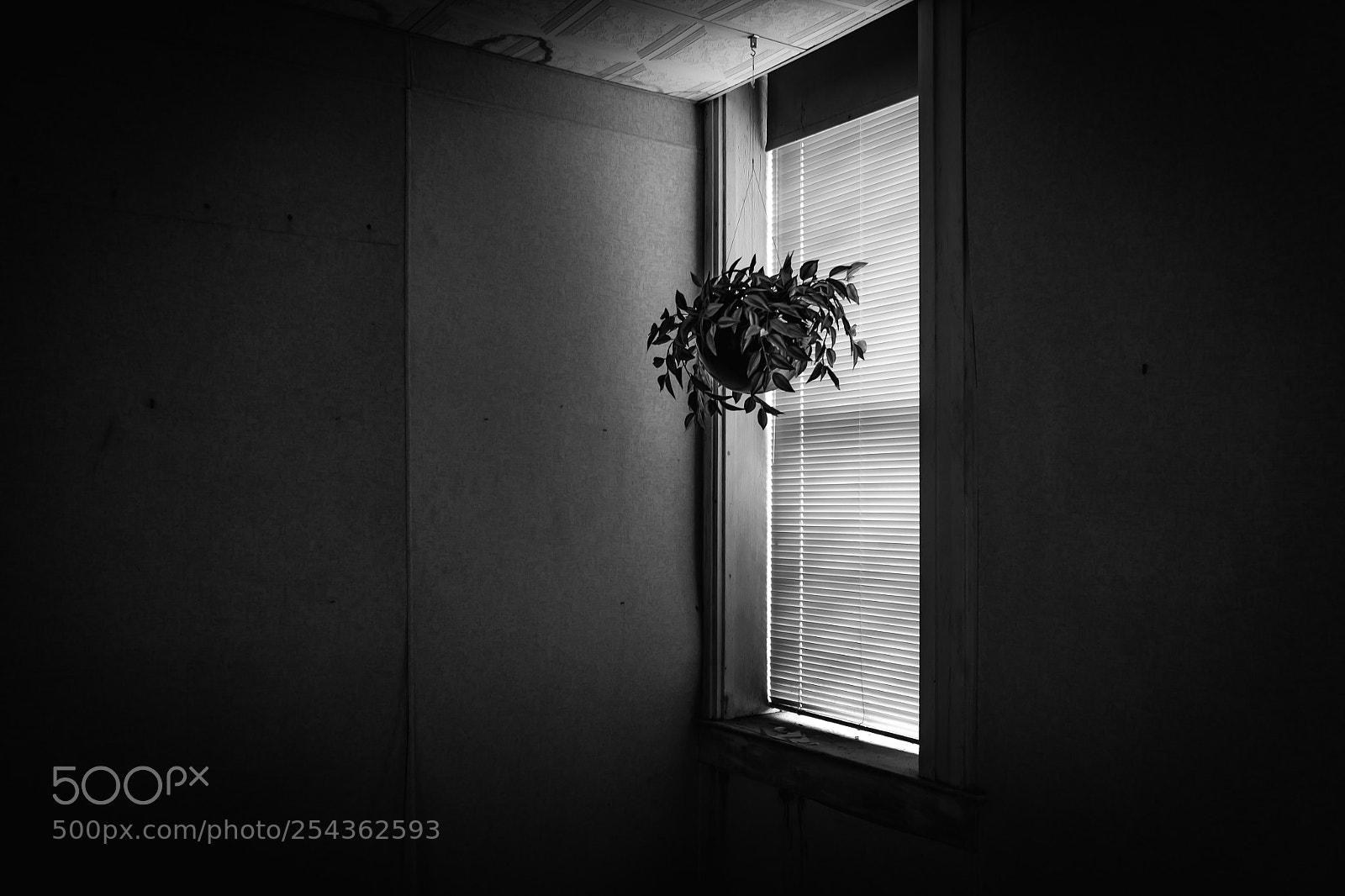 Fujifilm X-T1 sample photo. Plant shade photography