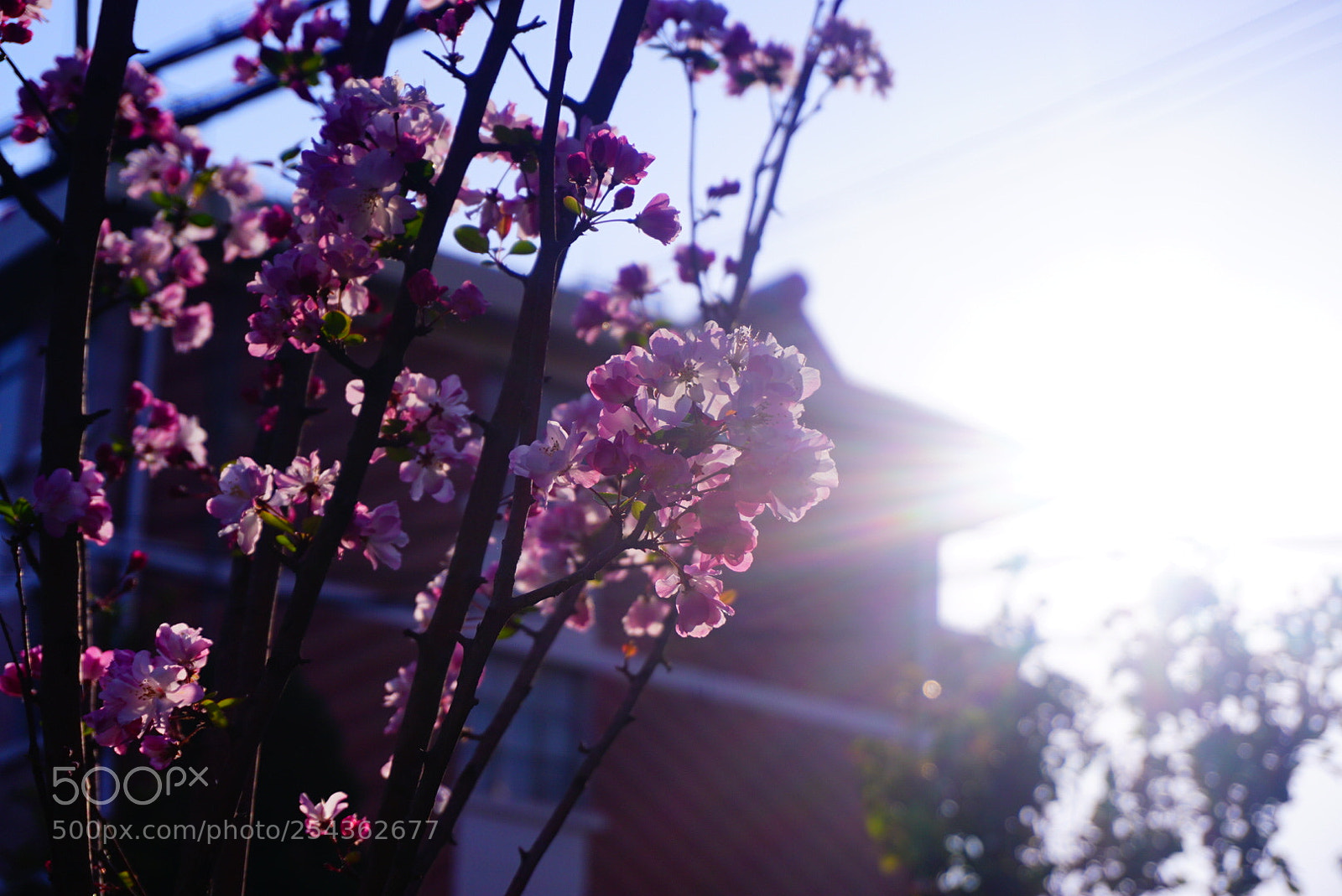 Sony a5100 sample photo. 四月天 photography