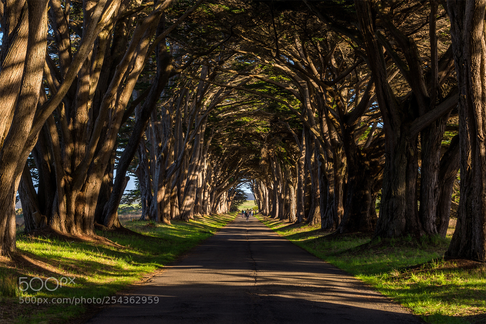 Nikon D610 sample photo. Cypress tree tunnel photography