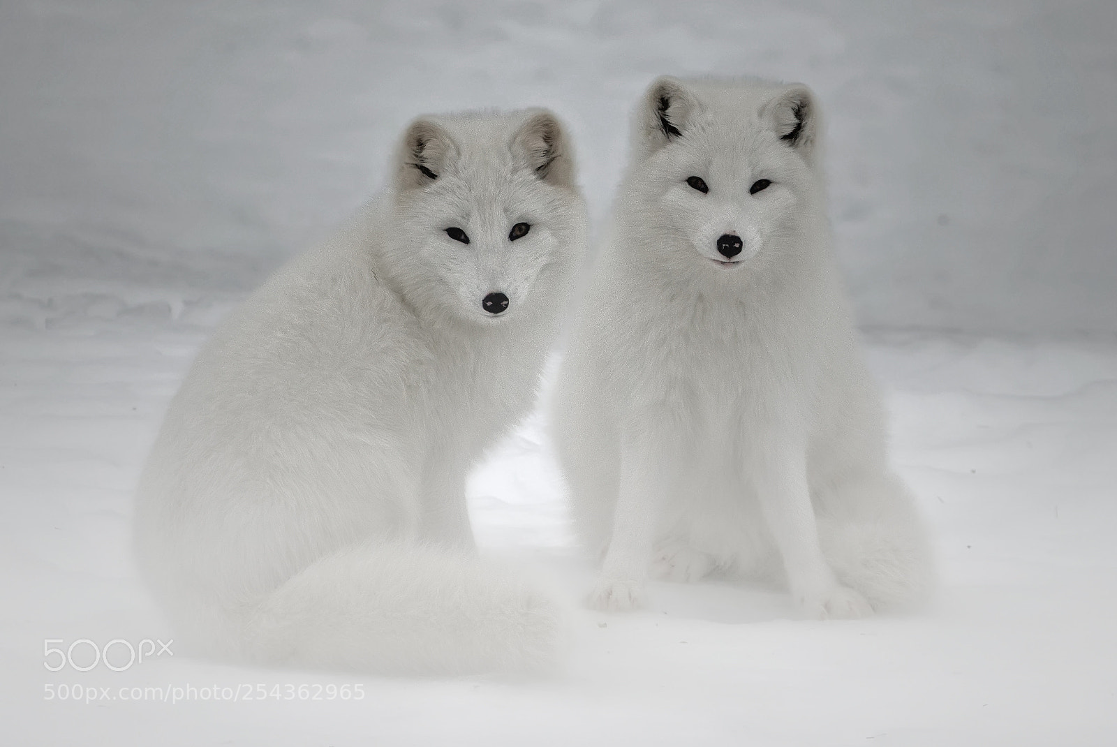 Canon EOS-1D X sample photo. Arctic foxes 6061 photography