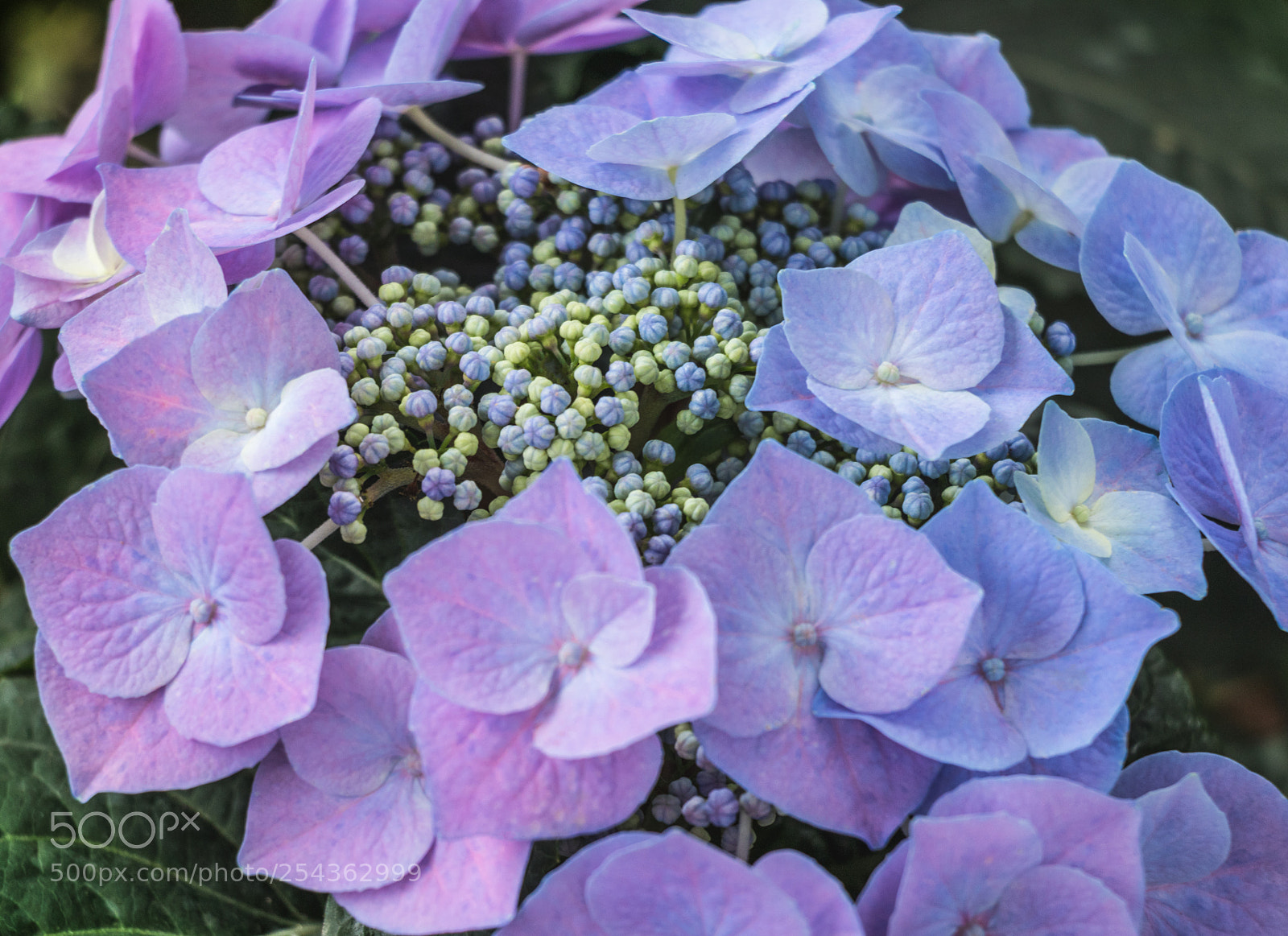 Canon EOS 800D (EOS Rebel T7i / EOS Kiss X9i) sample photo. Purple hydrangea - hortensia photography