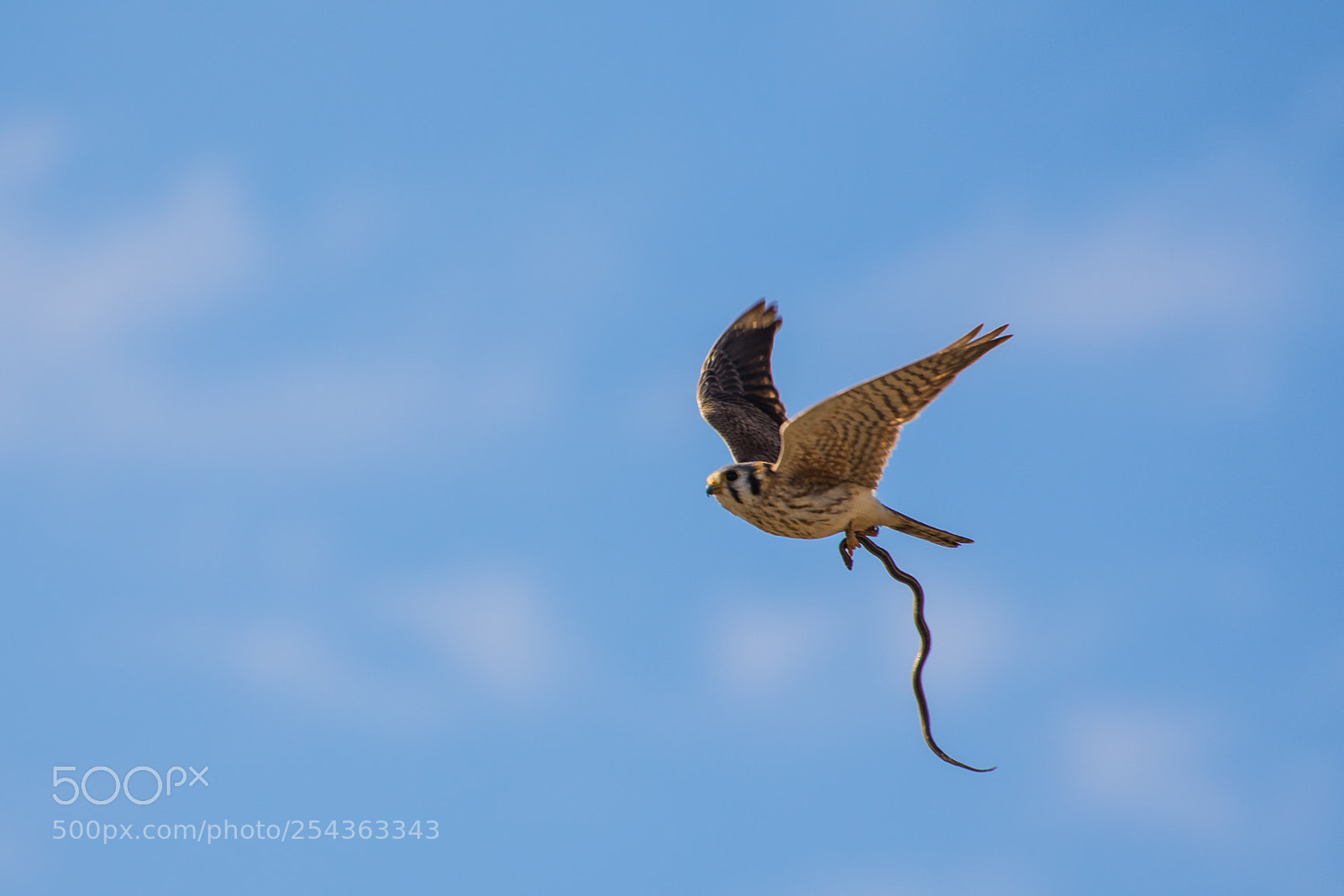 Nikon D7200 sample photo. Birds are better photography