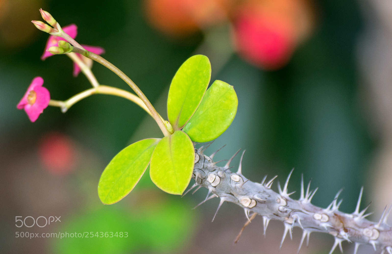 Nikon D3300 sample photo. Delicate pain photography