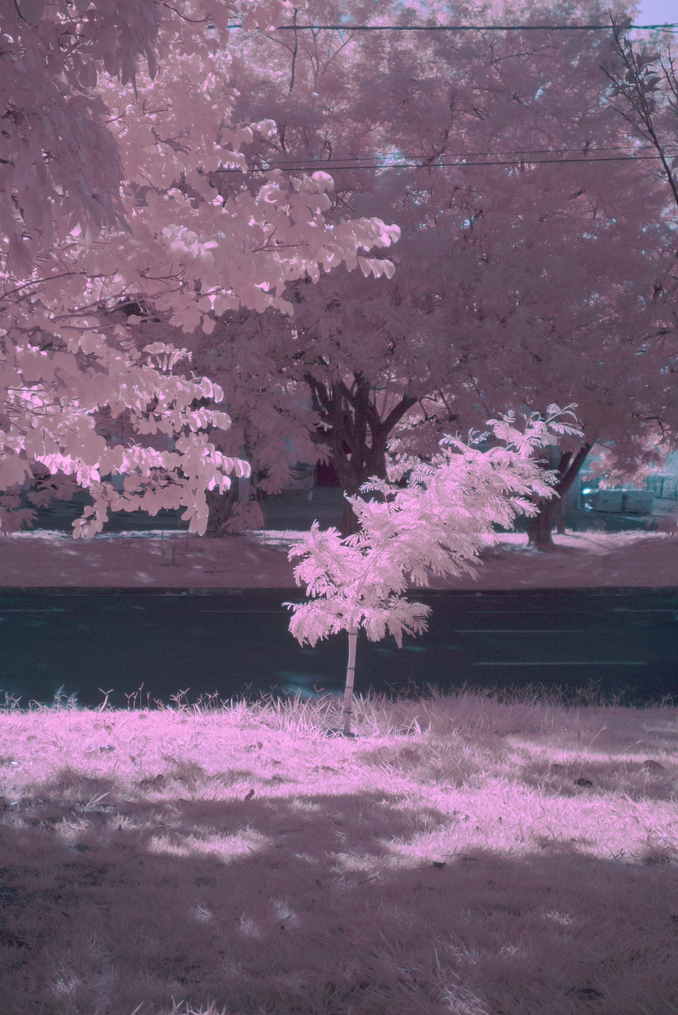 Panasonic Lumix DMC-GF3 sample photo. Street infrared tree photography