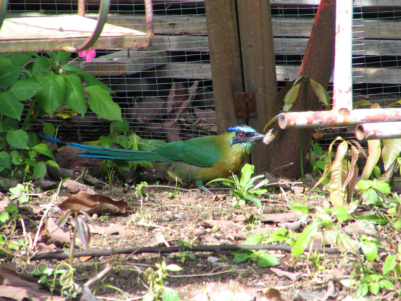 Canon POWERSHOT S1 IS sample photo. Motmot with insect photography