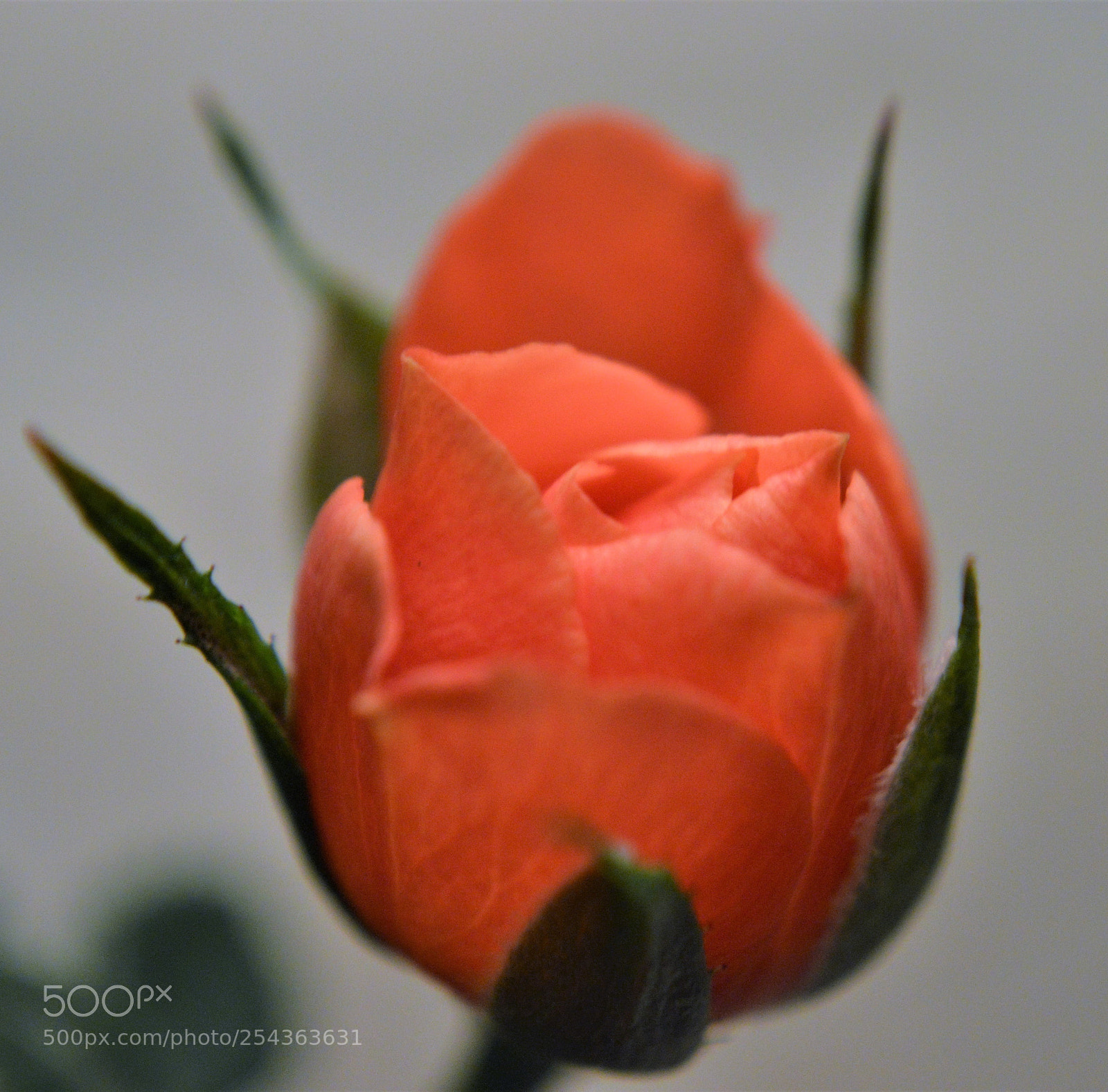 Nikon D3200 sample photo. Budding photography