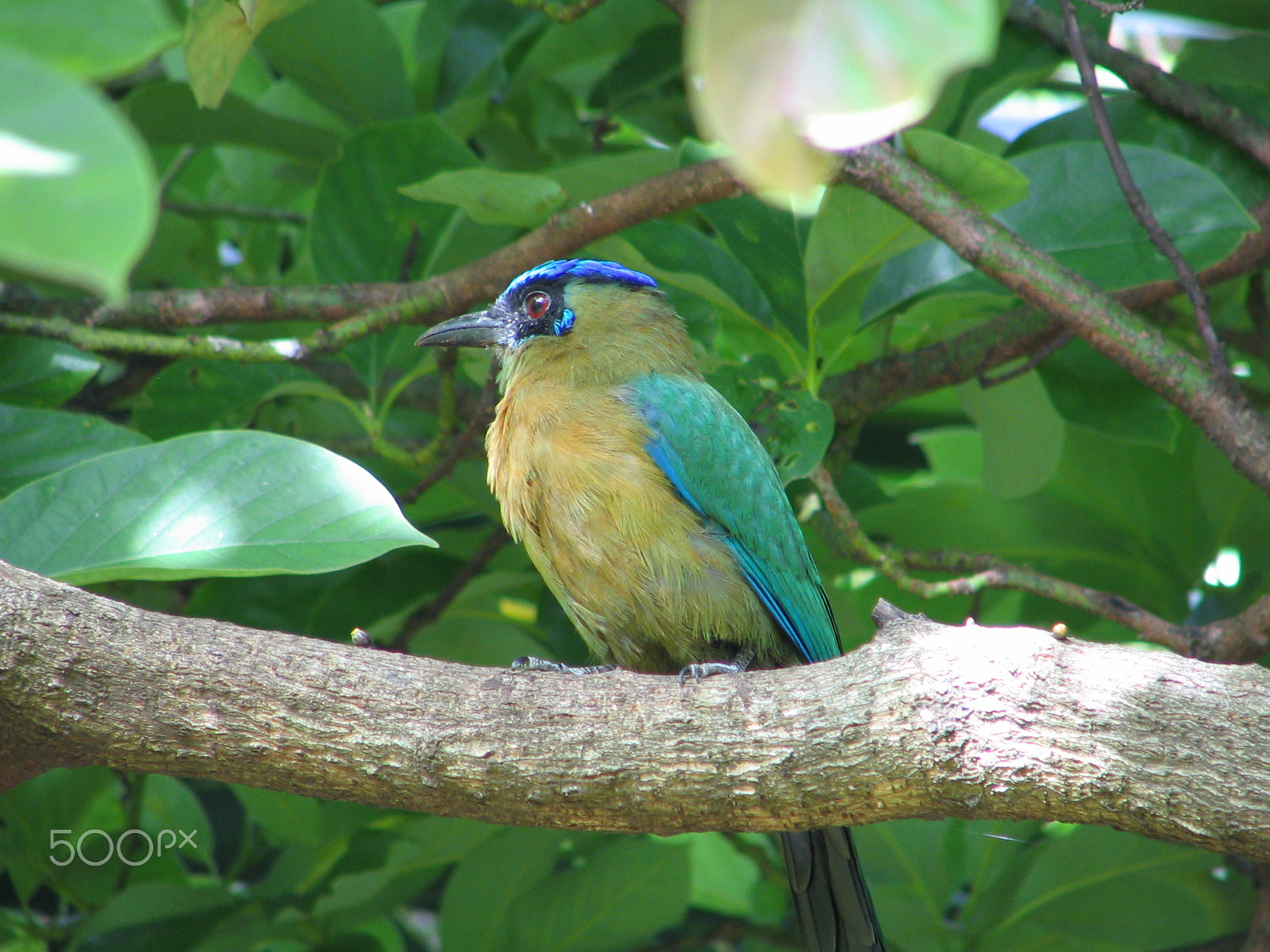 Canon POWERSHOT S1 IS sample photo. Motmot photography