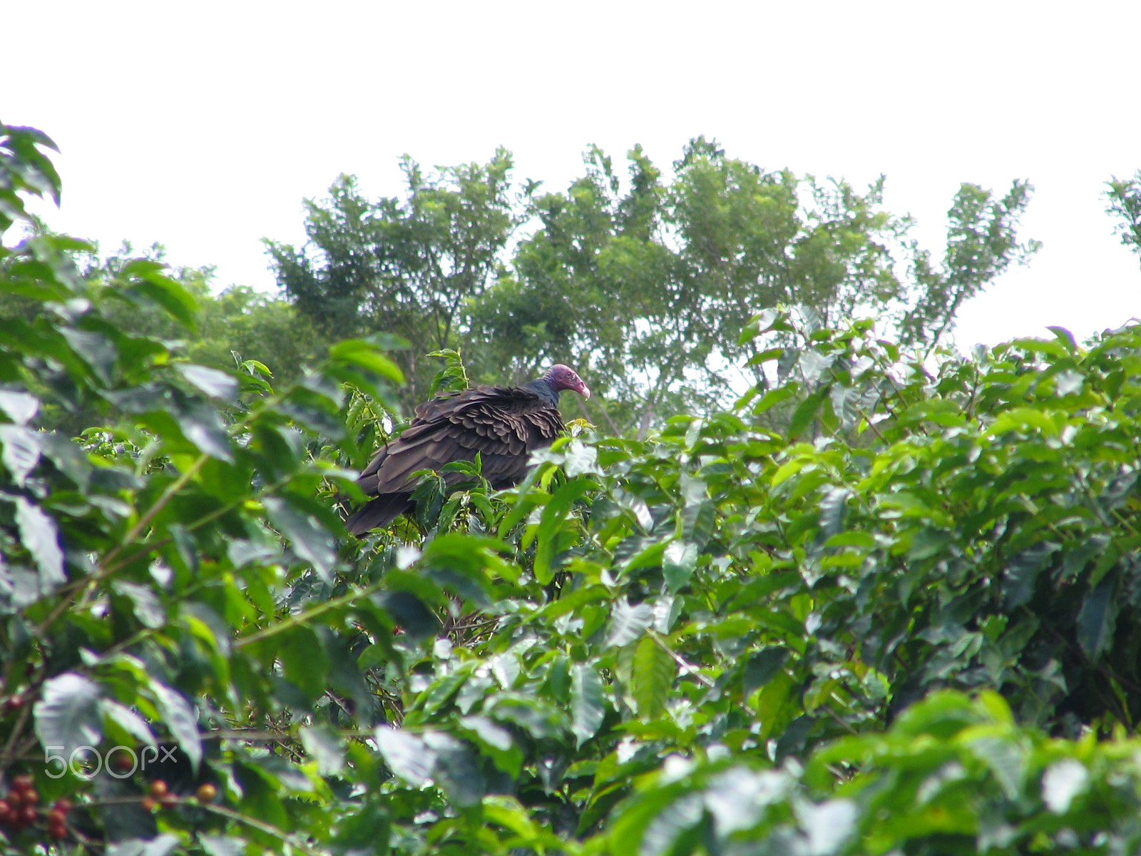 Canon POWERSHOT S1 IS sample photo. Vulture on coffee plant photography