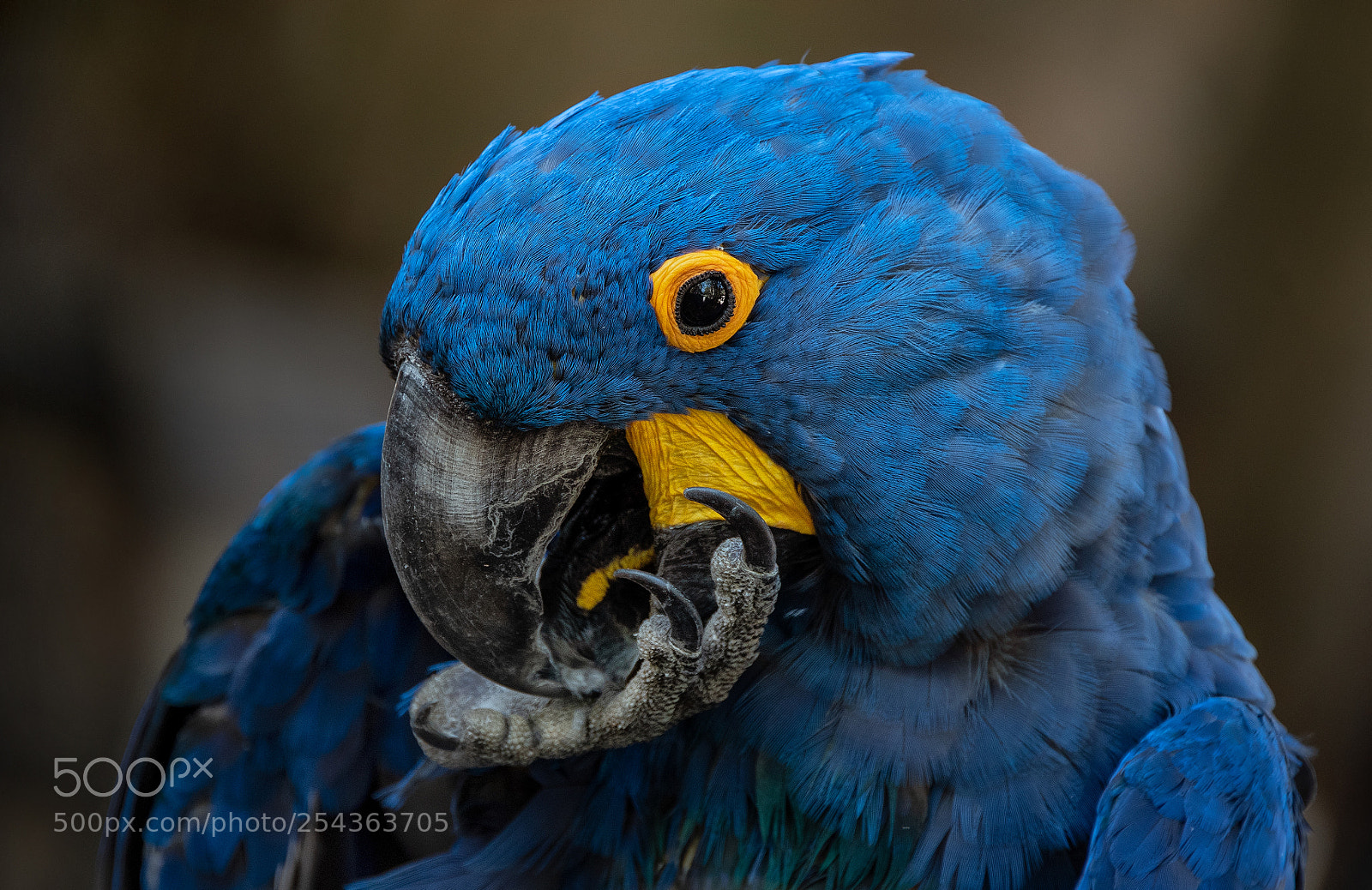 Nikon D810 sample photo. Macaw photography