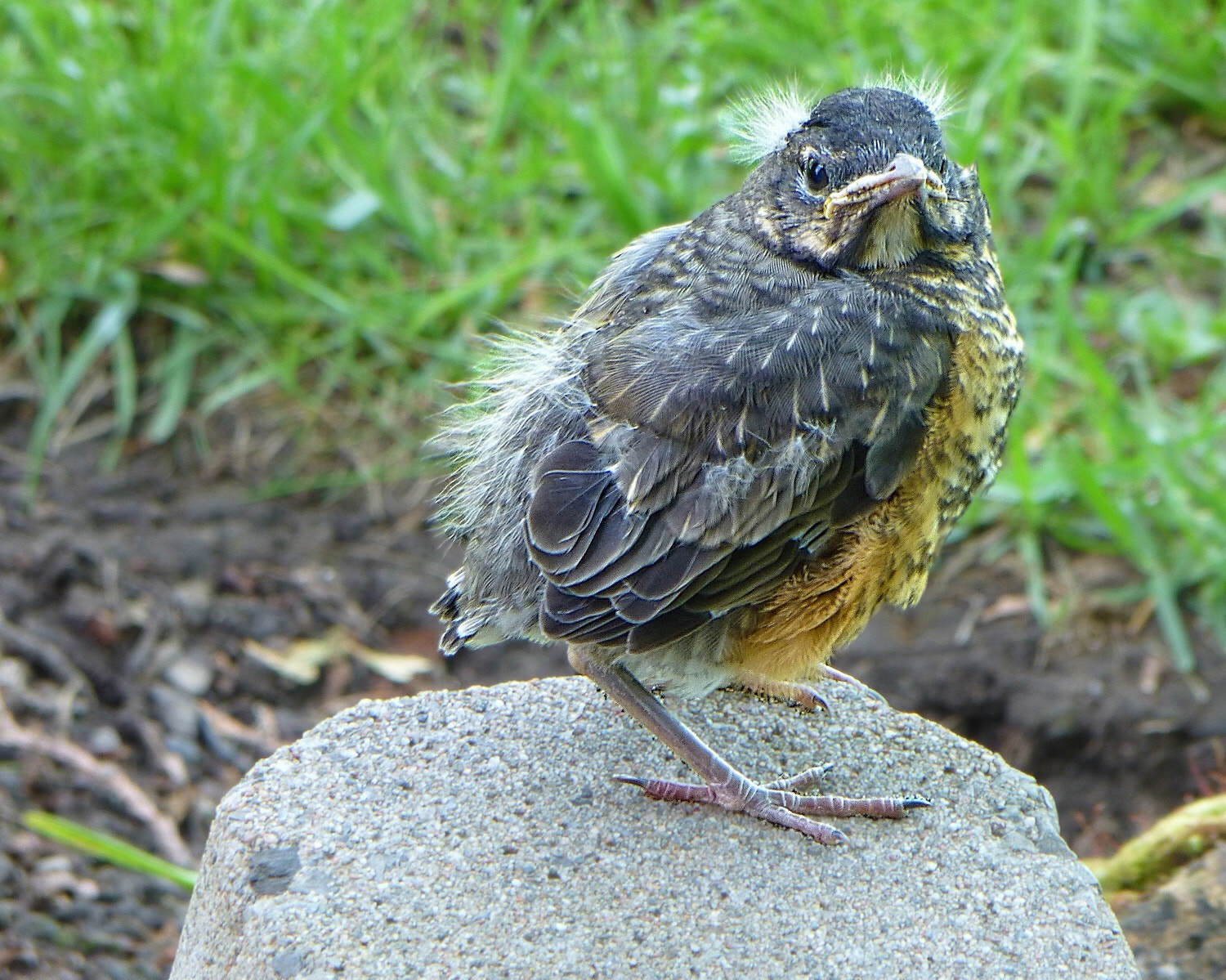 Panasonic Lumix DMC-ZS20 (Lumix DMC-TZ30) sample photo. Baby robin photography