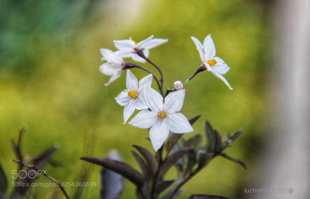 Canon EOS 60D sample photo. Flores photography