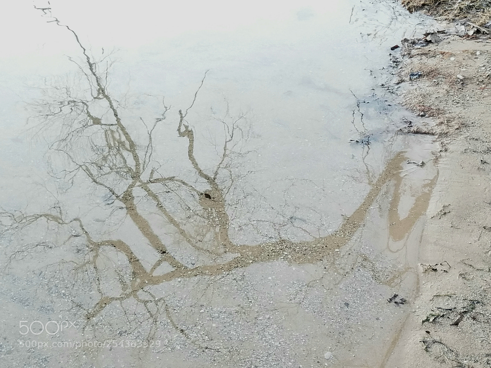 Samsung Galaxy S7 Edge sample photo. Tree reflection bends to photography