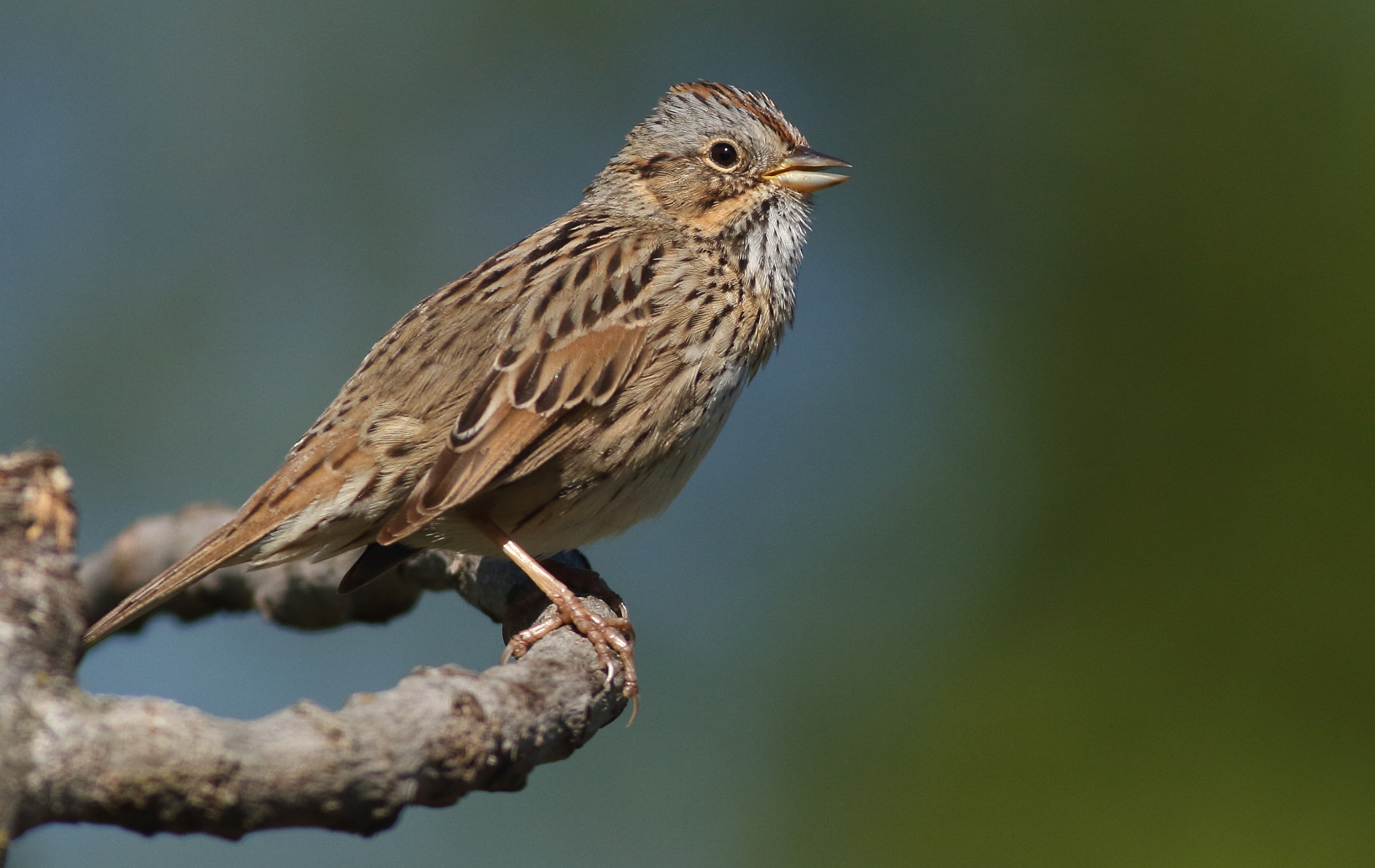 Canon EF 400mm F5.6L USM sample photo. Lincoln's sparrow photography