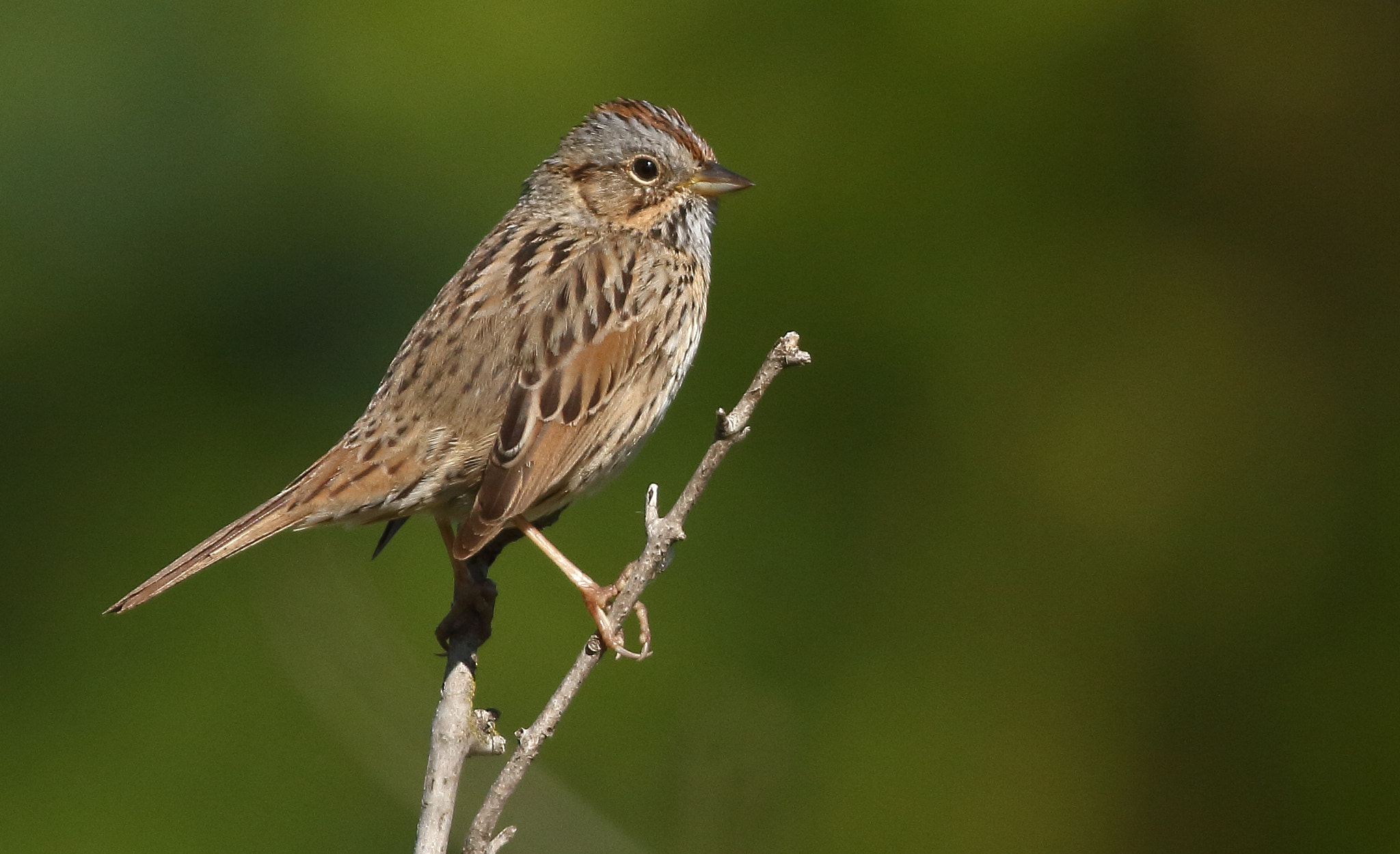 Canon EOS 7D + Canon EF 400mm F5.6L USM sample photo. Lincoln's sparrow photography