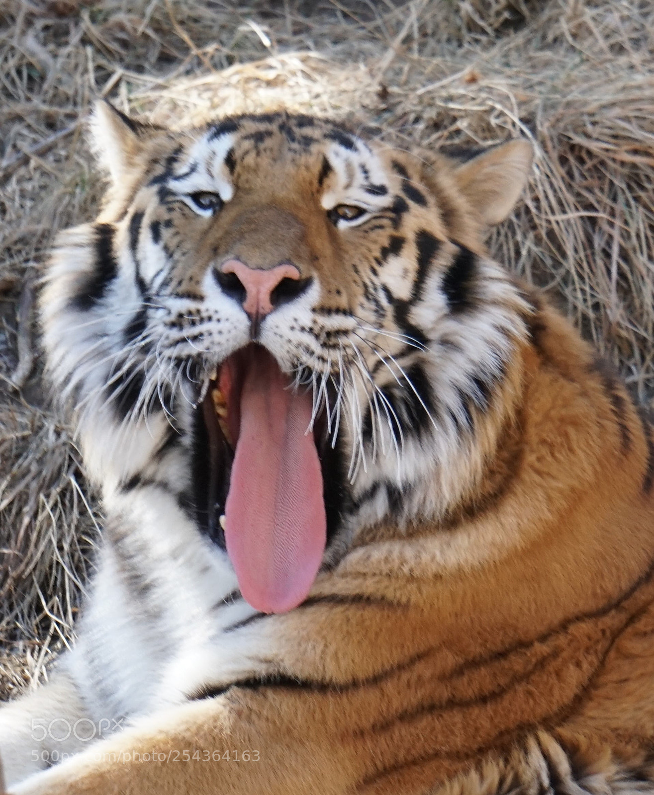 Sony a6300 sample photo. Tiger yawn photography