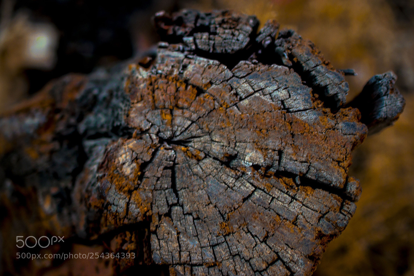 Nikon D5300 sample photo. Tracesoflife photography