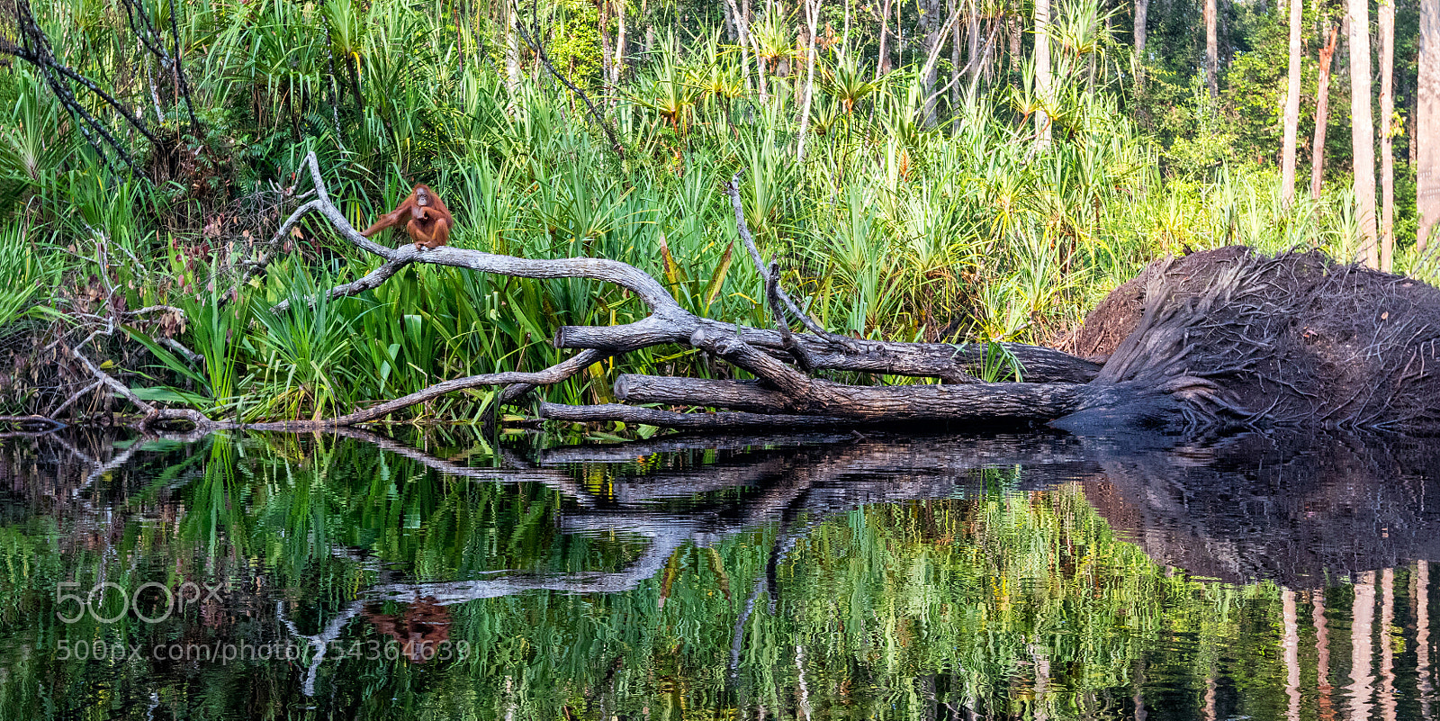 Canon EOS 7D Mark II sample photo. Borneo photography