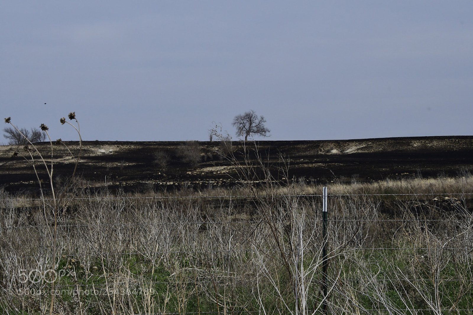 Nikon D500 sample photo. Spring burn  photography