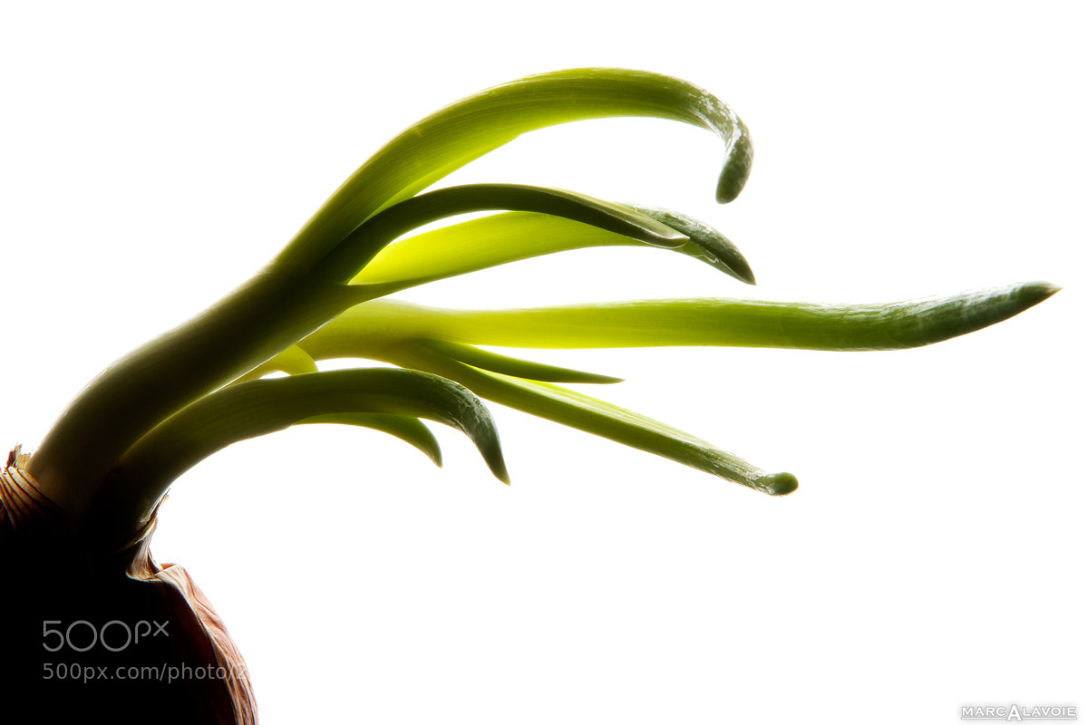Pentax K-3 sample photo. Sprouting onion (backlit) photography