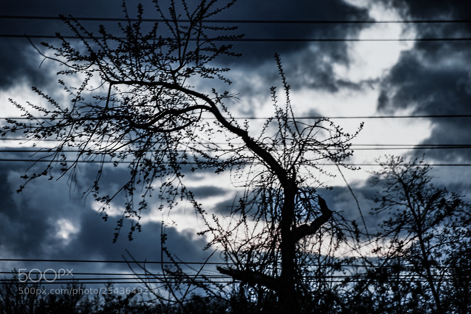 Sony a6000 sample photo. Ominous branches photography