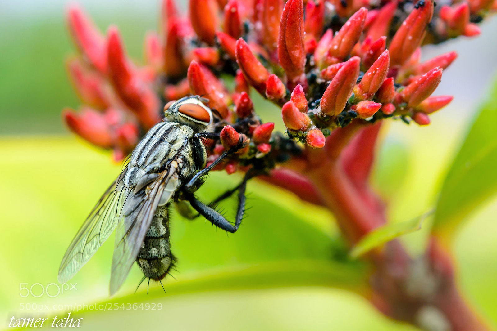 Nikon D7100 sample photo. Ssss photography