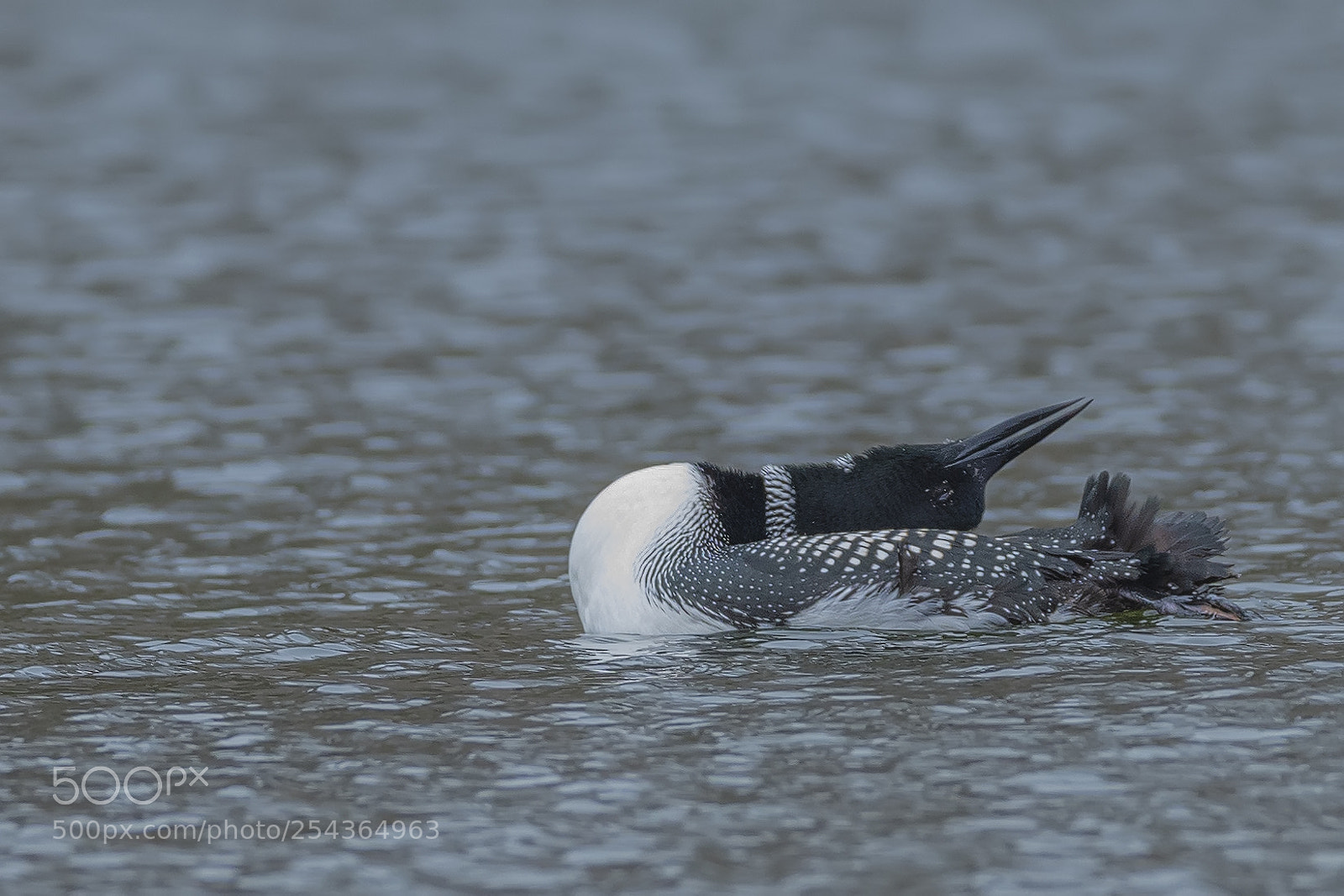 Nikon D850 sample photo. Common loon photography