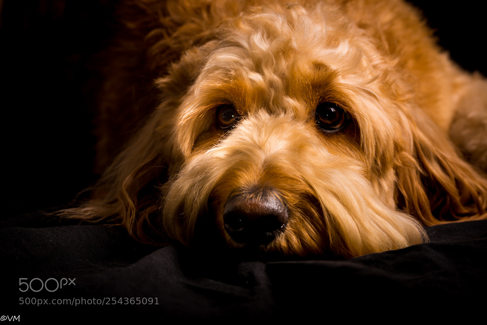 Nikon D600 sample photo. Beautiful sally resting photography