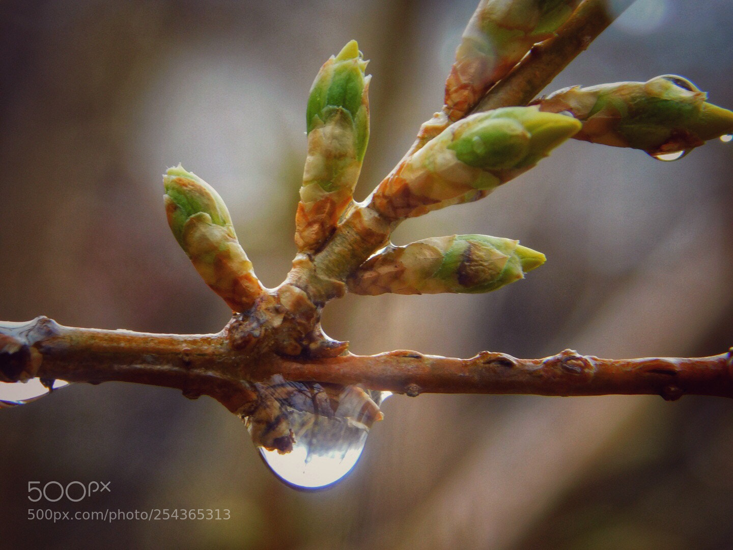 Nikon Coolpix B500 sample photo. Spring drop  photography
