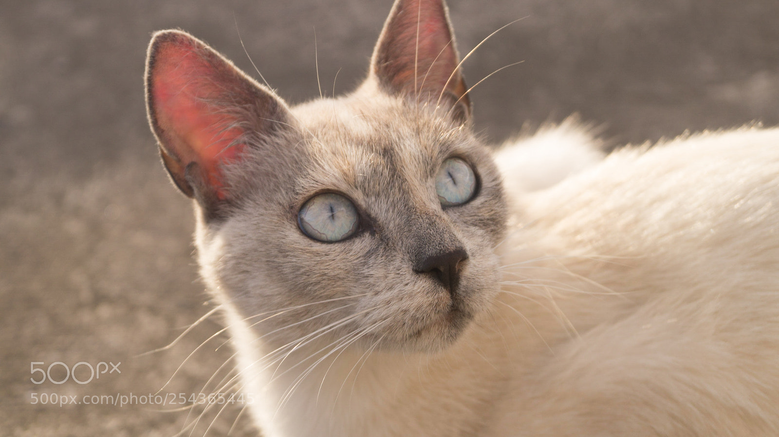 Sony SLT-A58 sample photo. Cat eyes photography