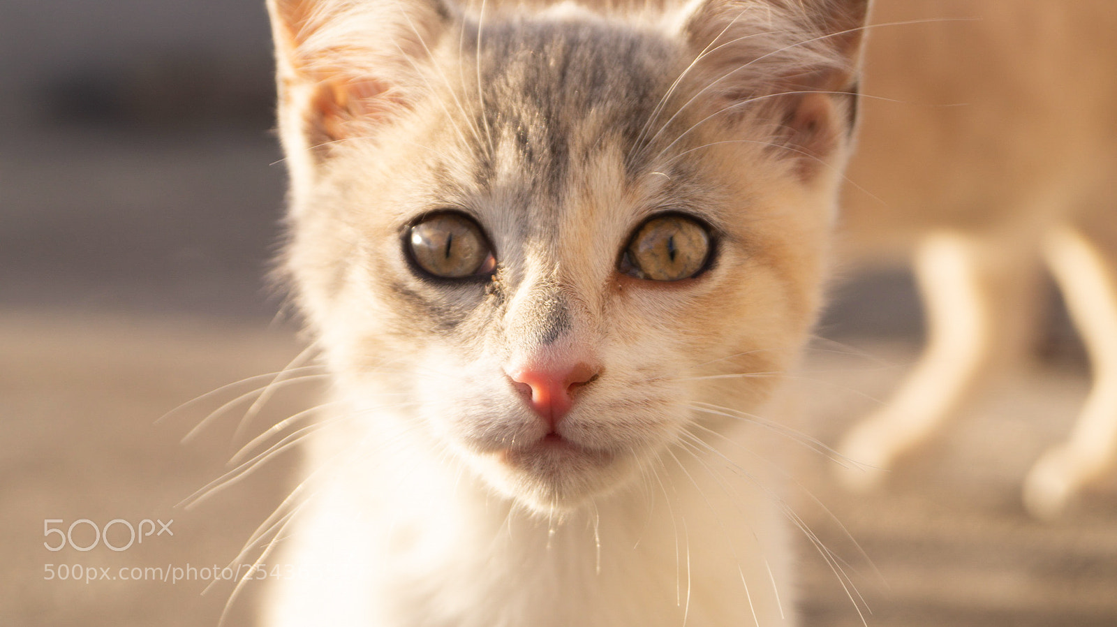 Sony SLT-A58 sample photo. Cat sight photography