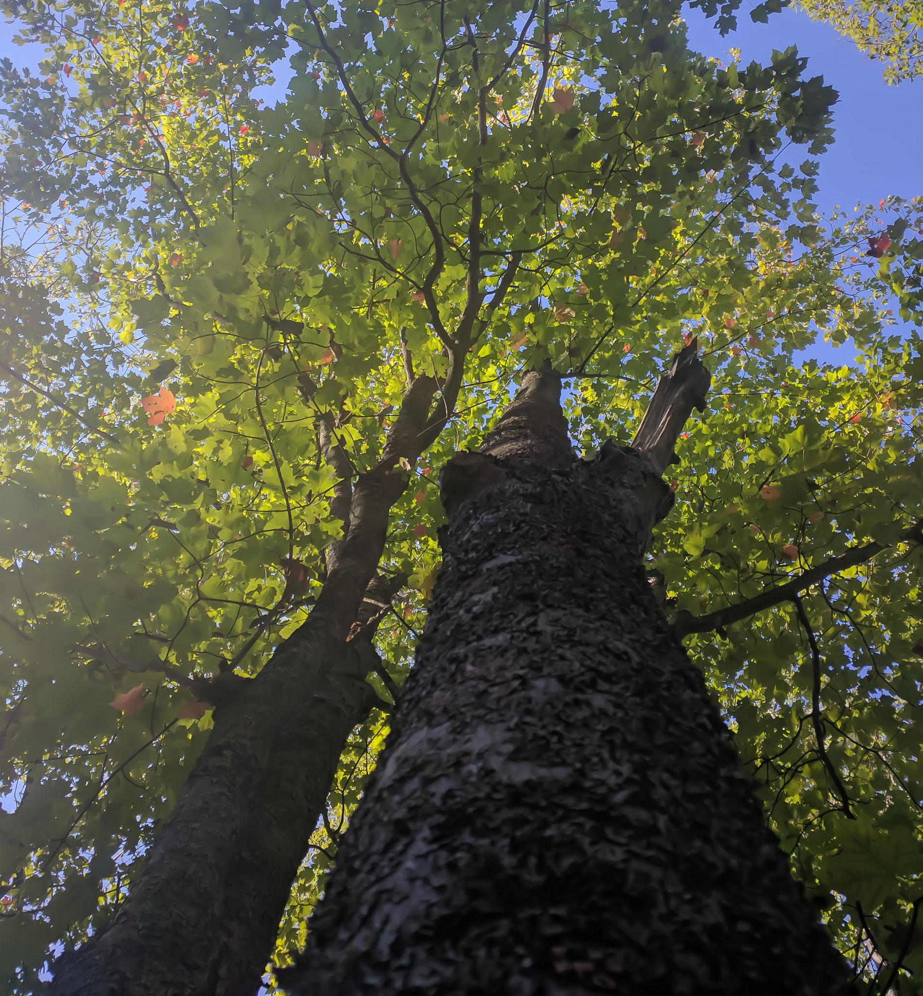 Motorola Nexus 6 sample photo. Things are looking up photography