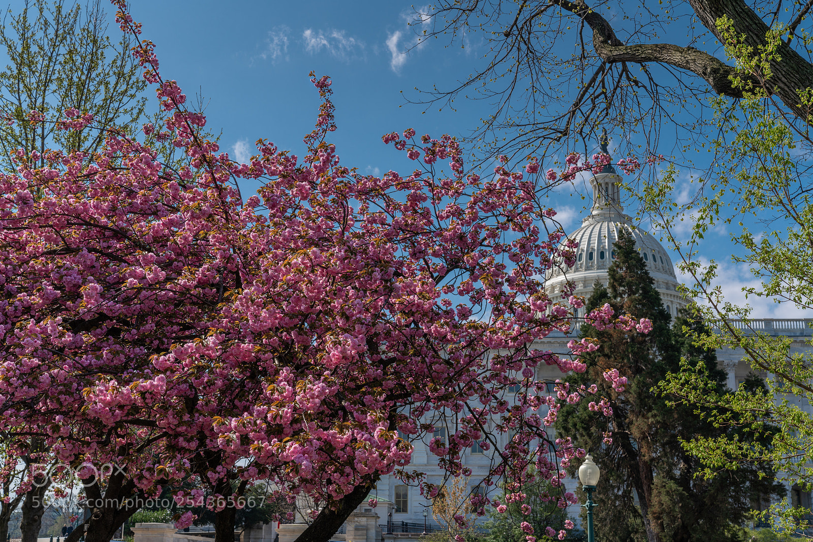 Sony a7R III sample photo. Capitol cherry blossoms photography