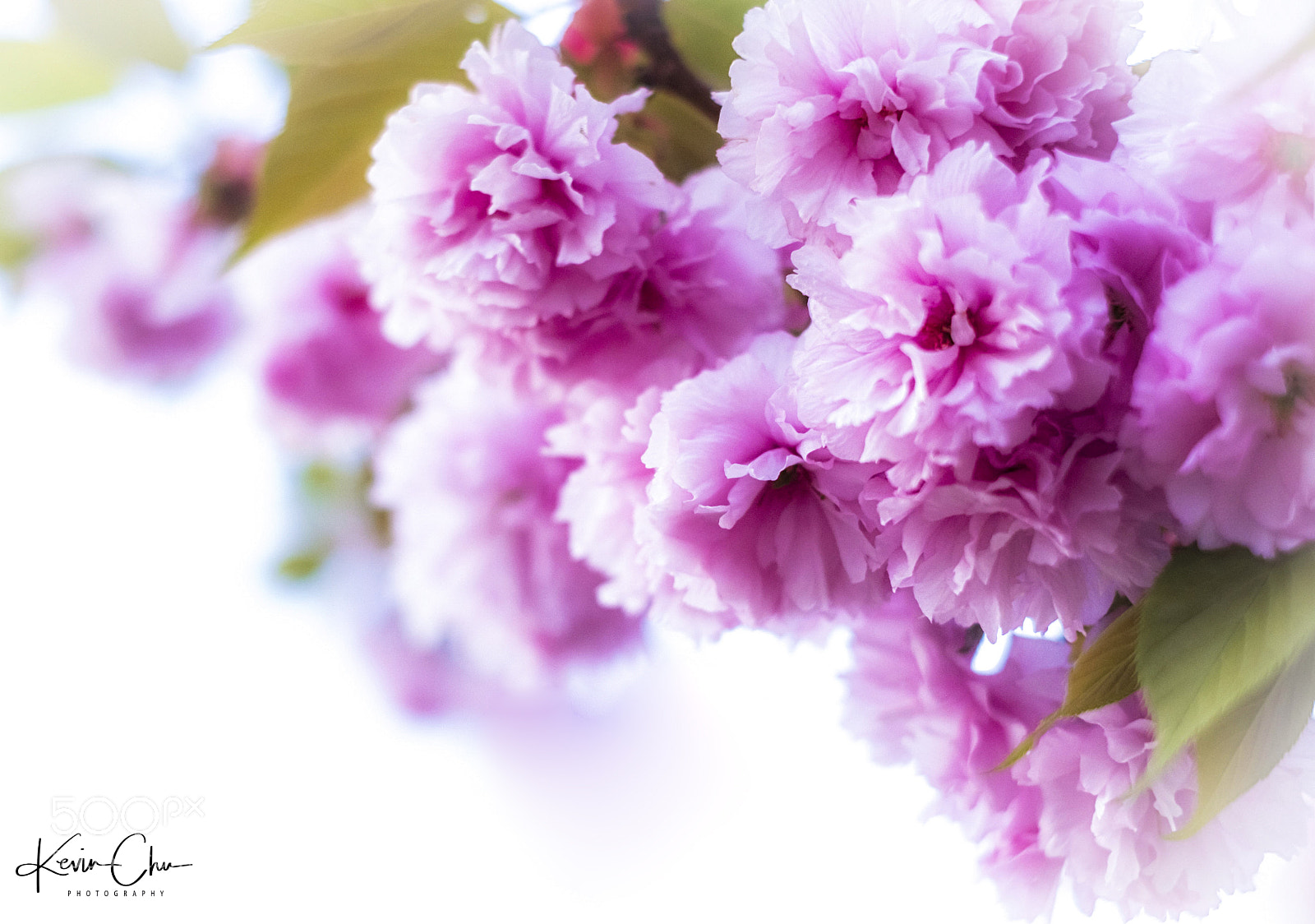 Fujifilm X-H1 sample photo. Spring blossom  photography