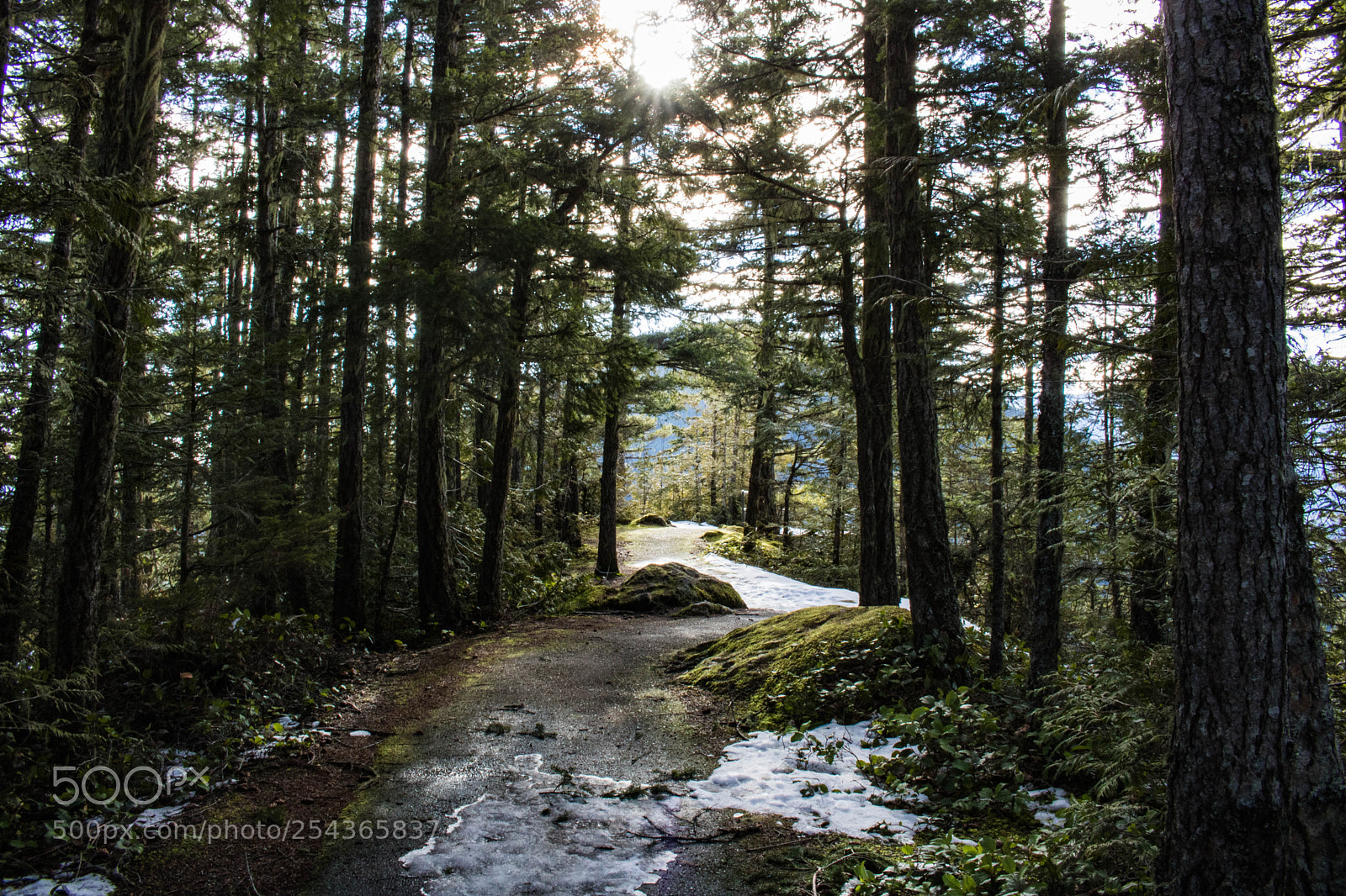 Canon EOS 750D (EOS Rebel T6i / EOS Kiss X8i) sample photo. Morning path photography