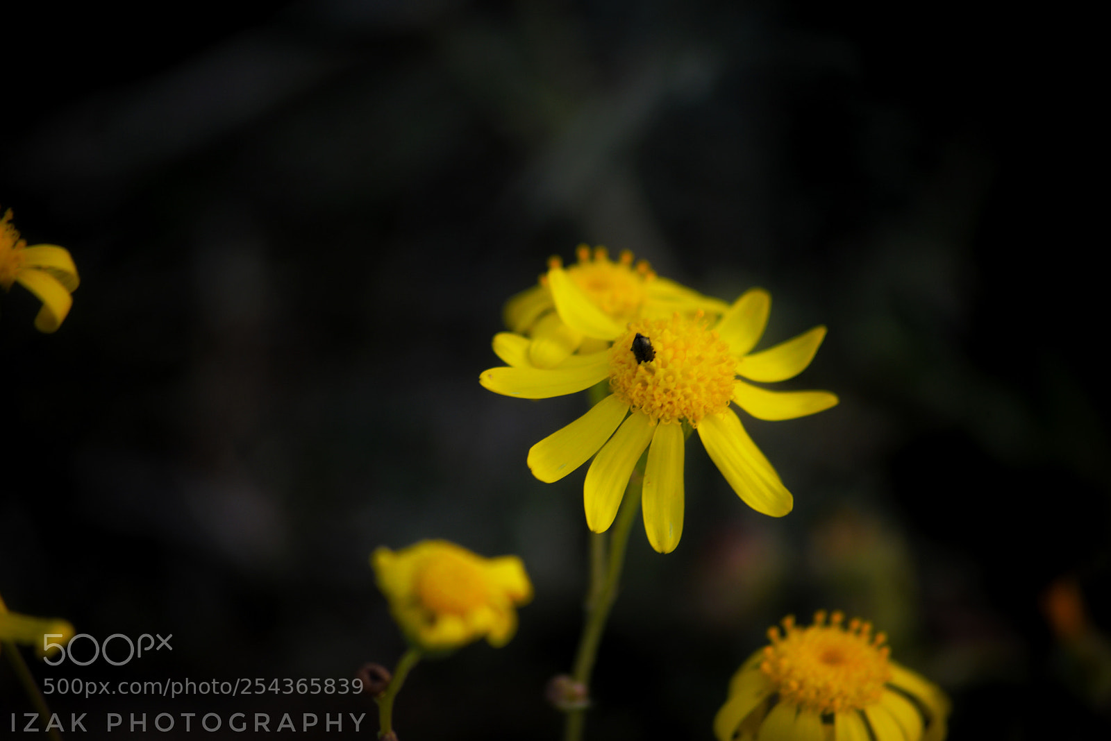 Nikon D800E sample photo. Untitled photography