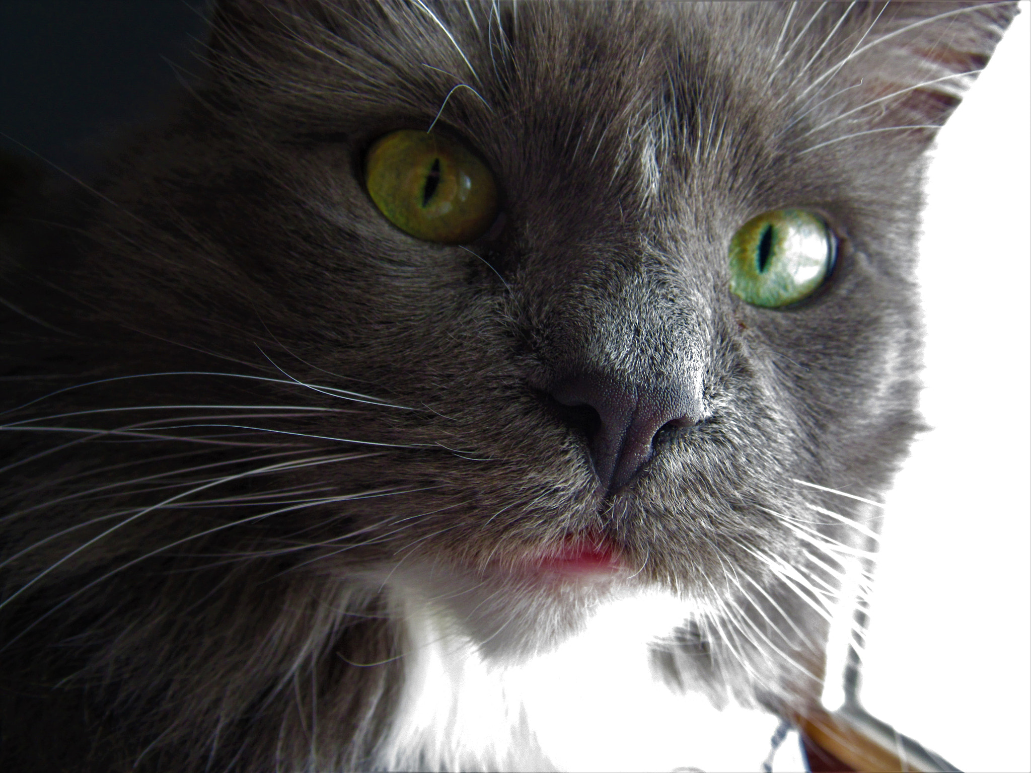 Canon PowerShot SX520 HS sample photo. Grey cat photography
