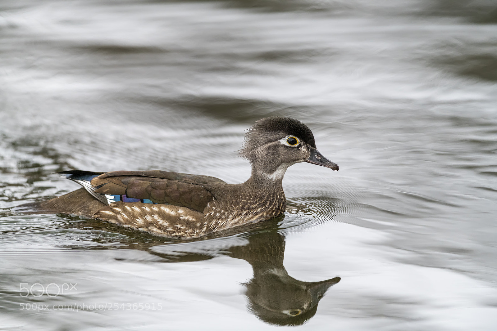 Nikon D850 sample photo. Wood duck female photography