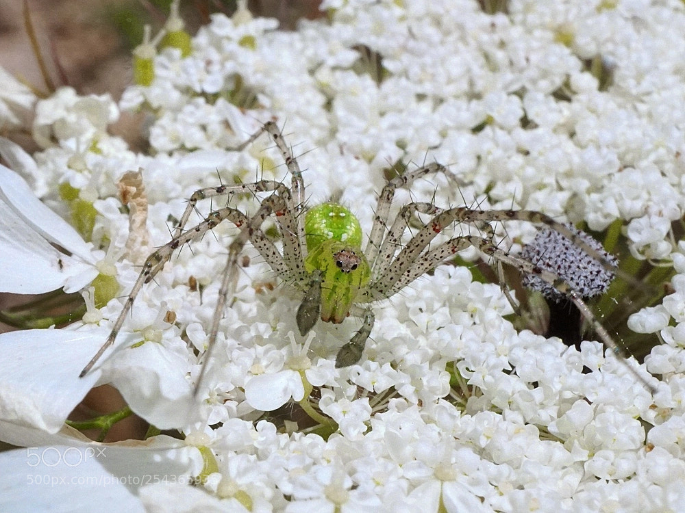 Sony a6000 sample photo. Oxyopidae photography