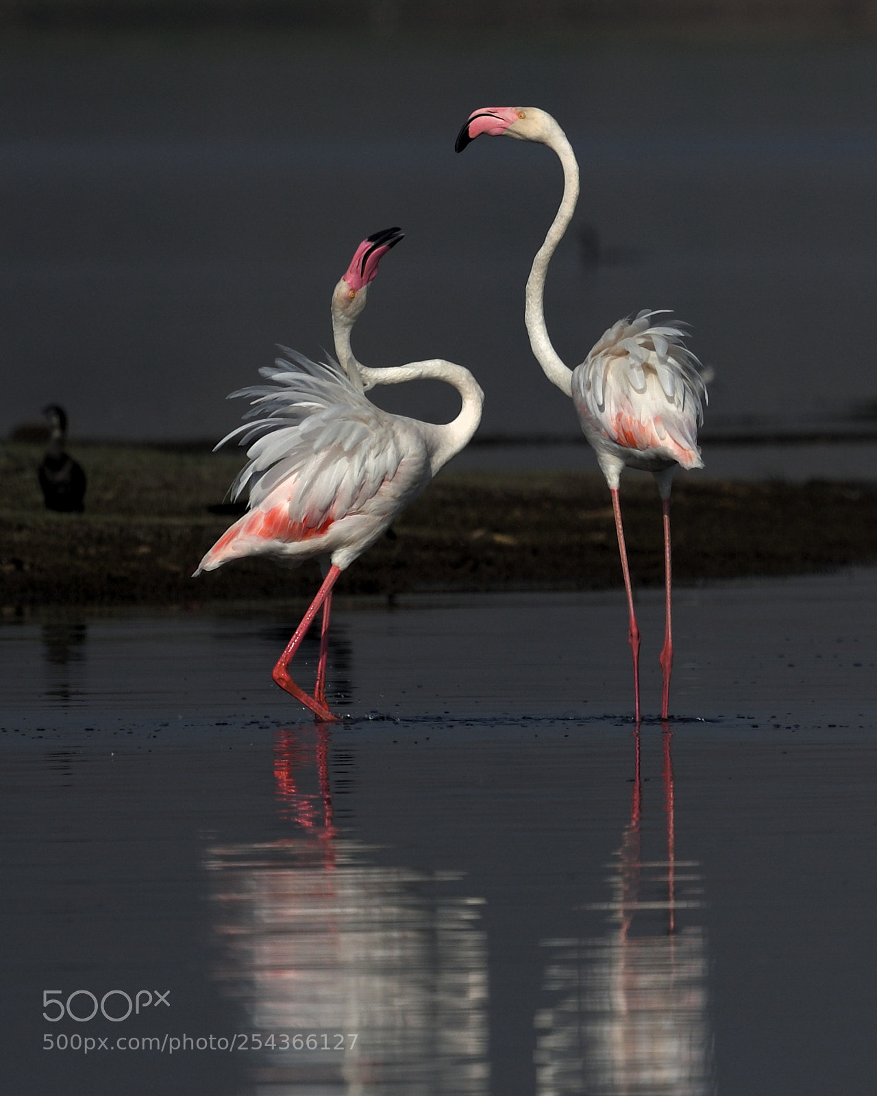 Nikon D500 sample photo. Greater flamingo photography