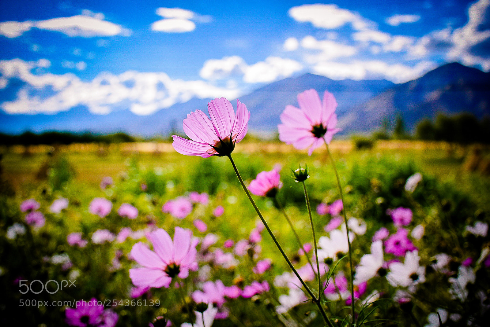 Nikon D7200 sample photo. Flora photography