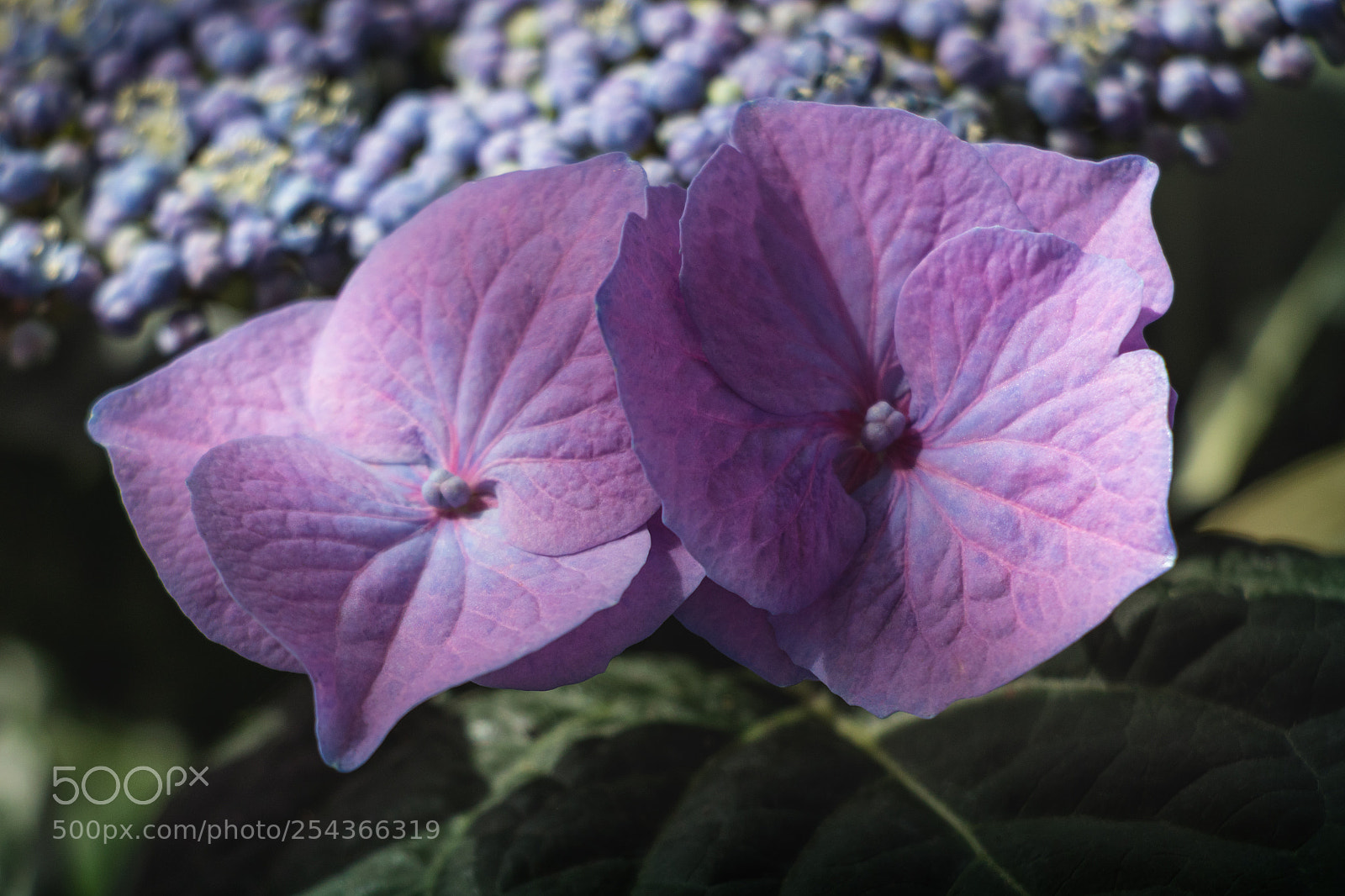 Canon EOS 800D (EOS Rebel T7i / EOS Kiss X9i) sample photo. Hydrangea macrophylla - hortensia photography