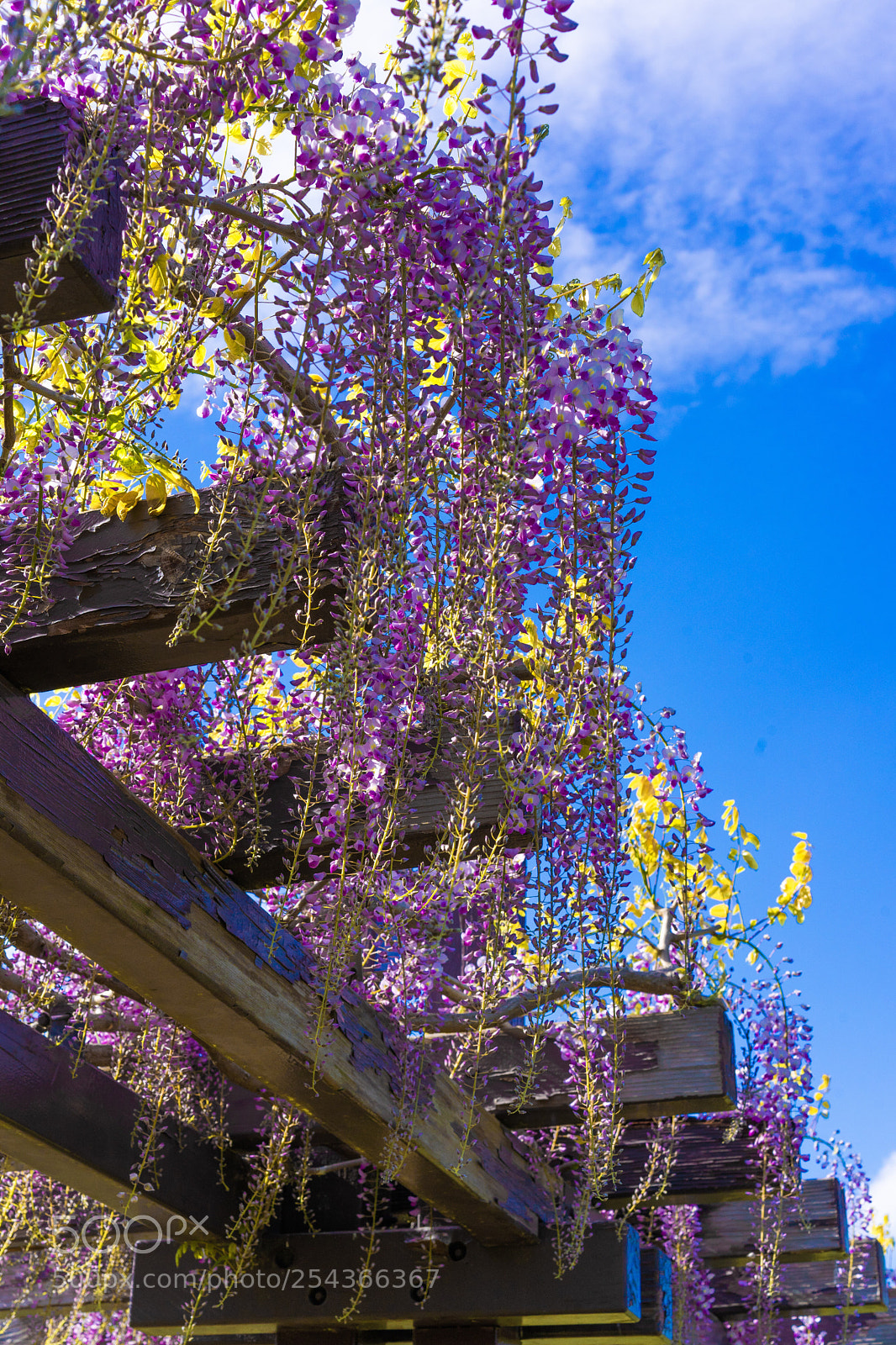 Sony a7 III sample photo. Wisteria trellis in seaside photography