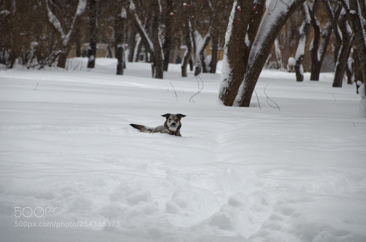 Nikon D7000 sample photo. Пёсик photography