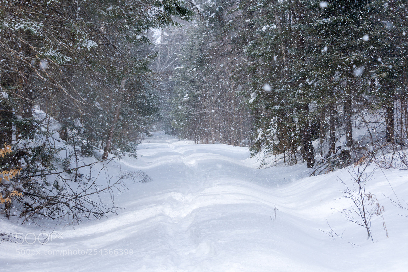 Nikon D7200 sample photo. Winter in the forest photography