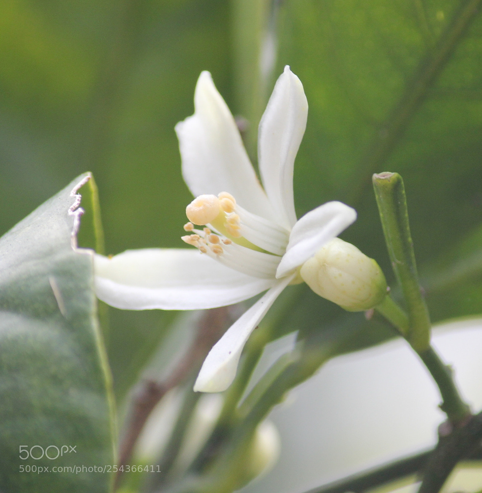 Canon EOS 60D sample photo. A white bloom.... photography