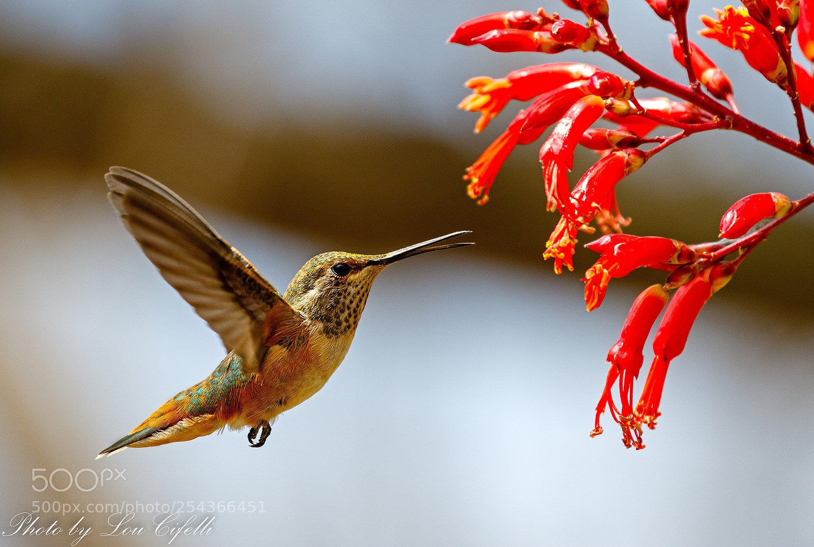Canon EOS 7D Mark II sample photo. Hummingbird867 photography