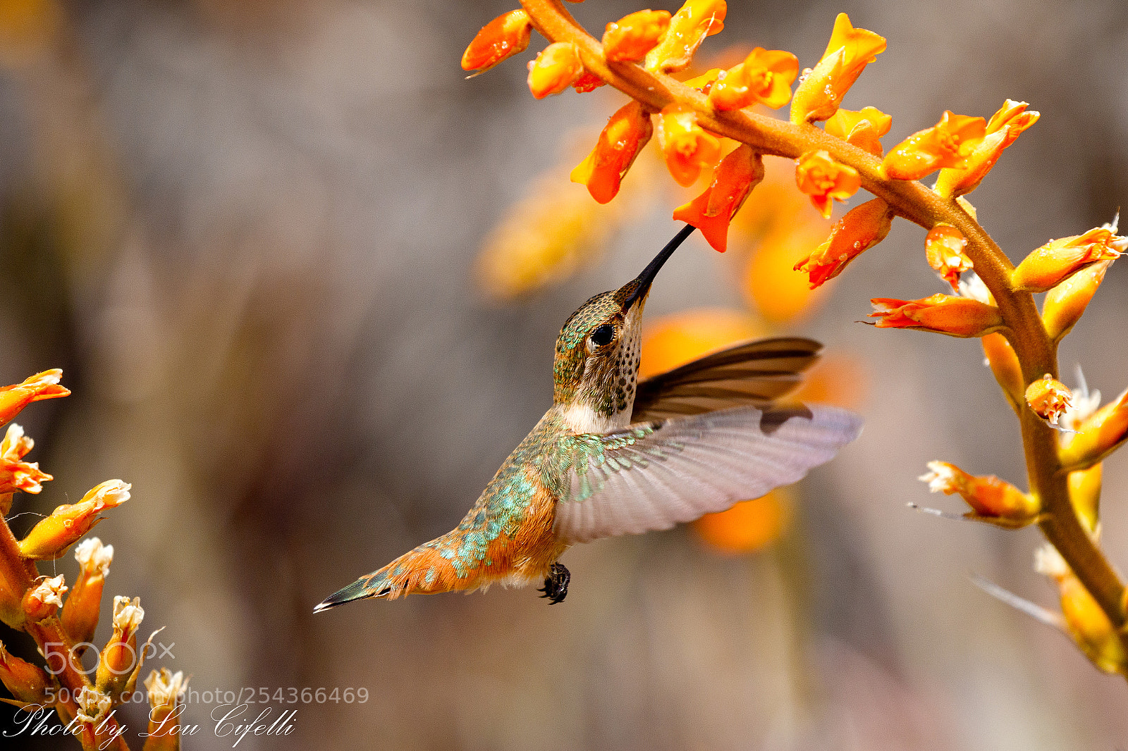 Canon EOS 7D Mark II sample photo. Hummingbird915 photography