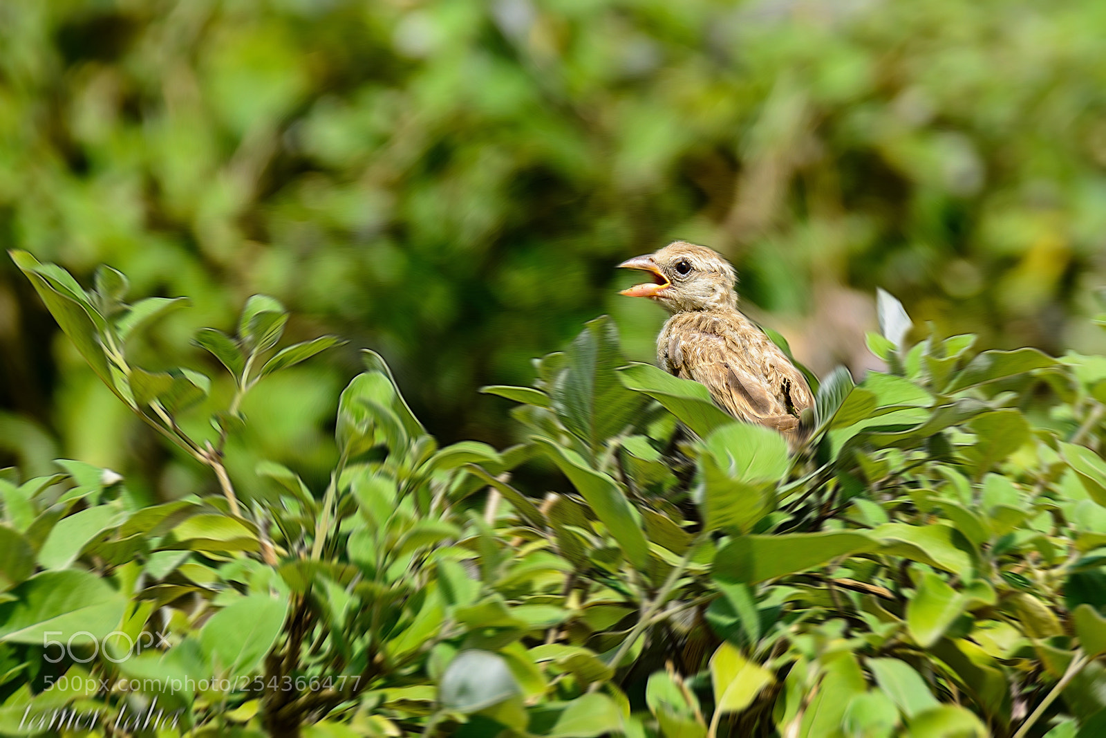 Nikon D7100 sample photo. Copy copy editrr photography