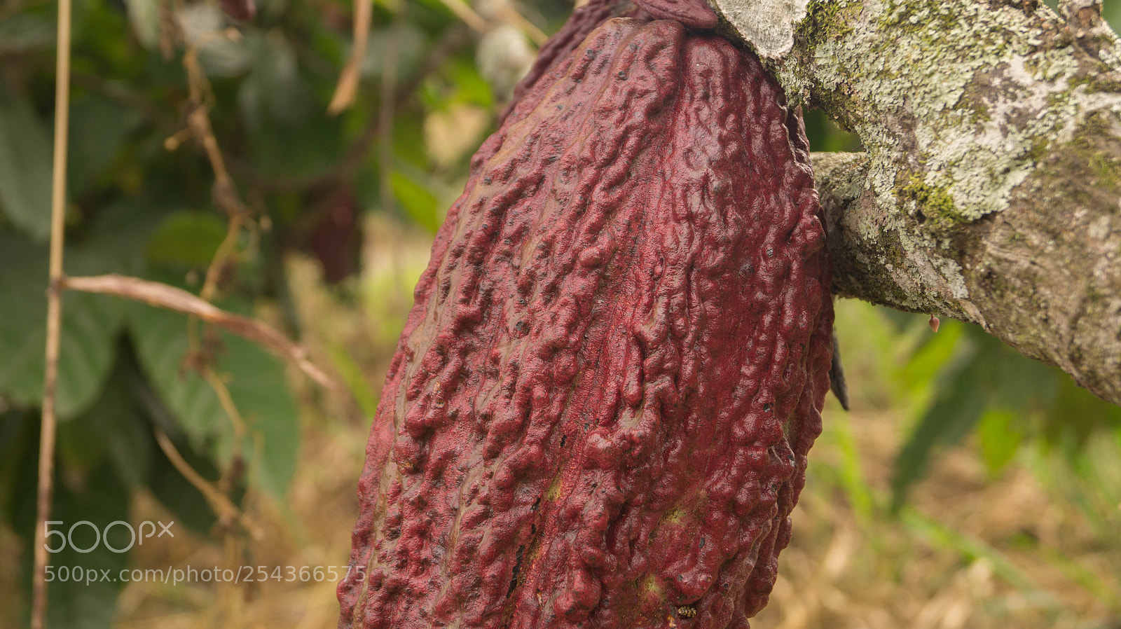 Sony SLT-A58 sample photo. Cacao photography